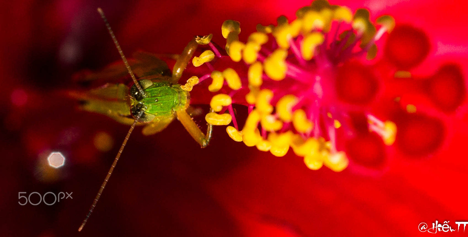 MACRO 50mm F2.8 sample photo. Sony dsc photography