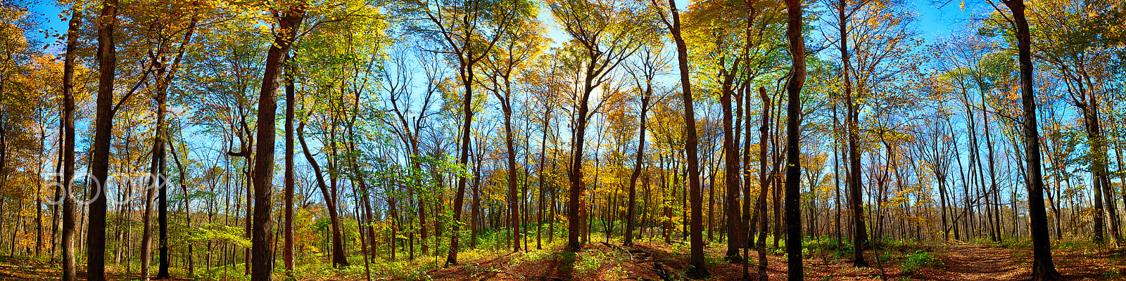 Sigma 18-35mm f/1.8 DC HSM sample photo. Nerstrand big woods state park, mn fall panorama photography