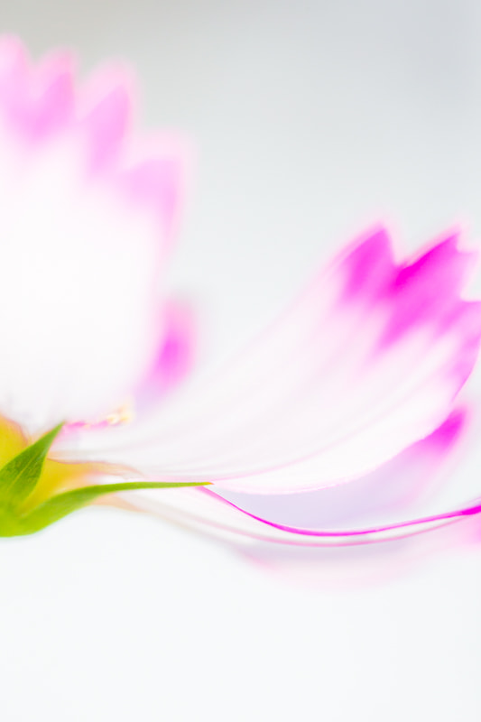 Canon EF 180mm F3.5L Macro USM sample photo. Cosmos photography