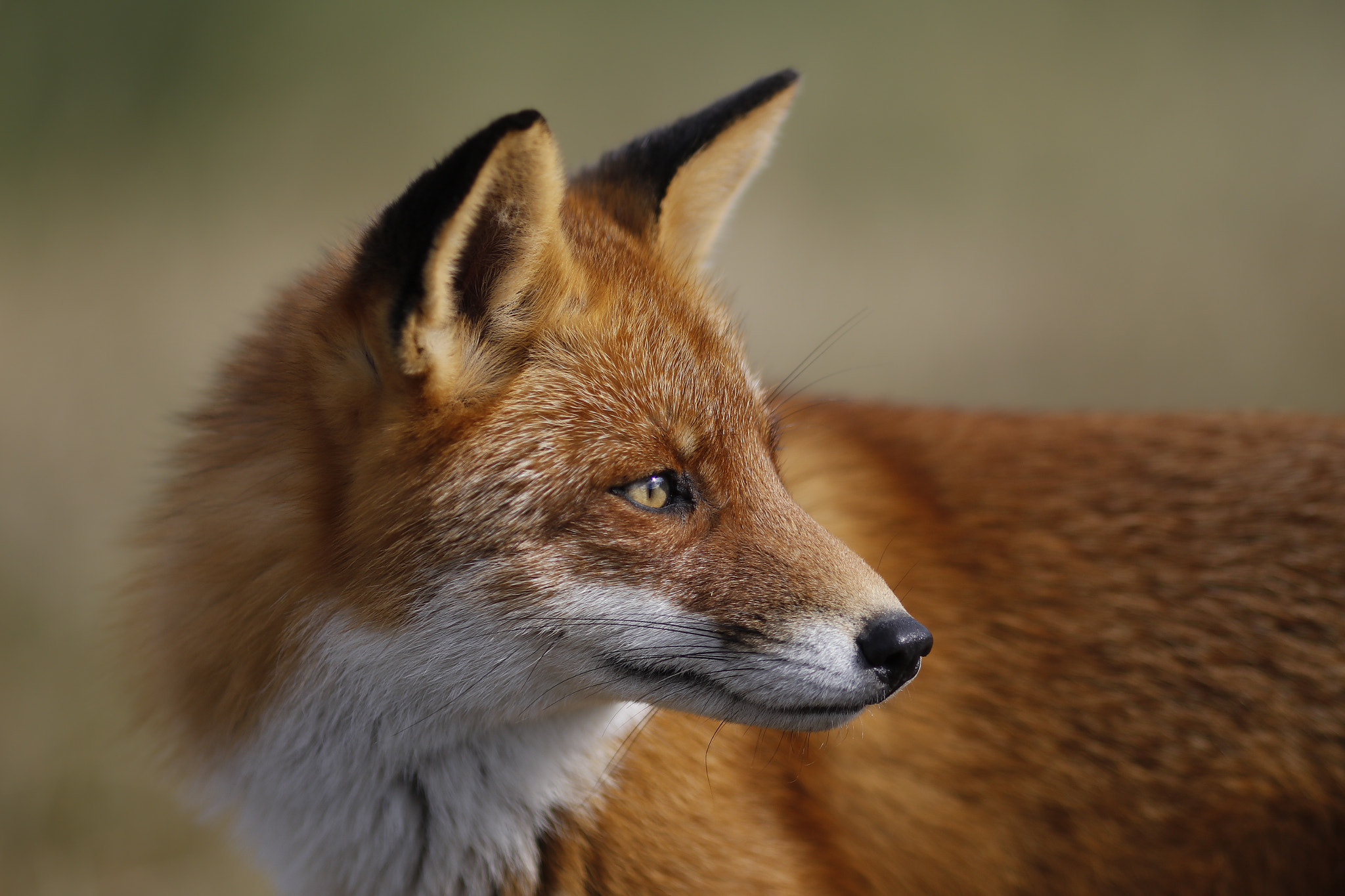 Canon EOS 5DS R + Canon EF 135mm F2L USM sample photo. Red fox photography
