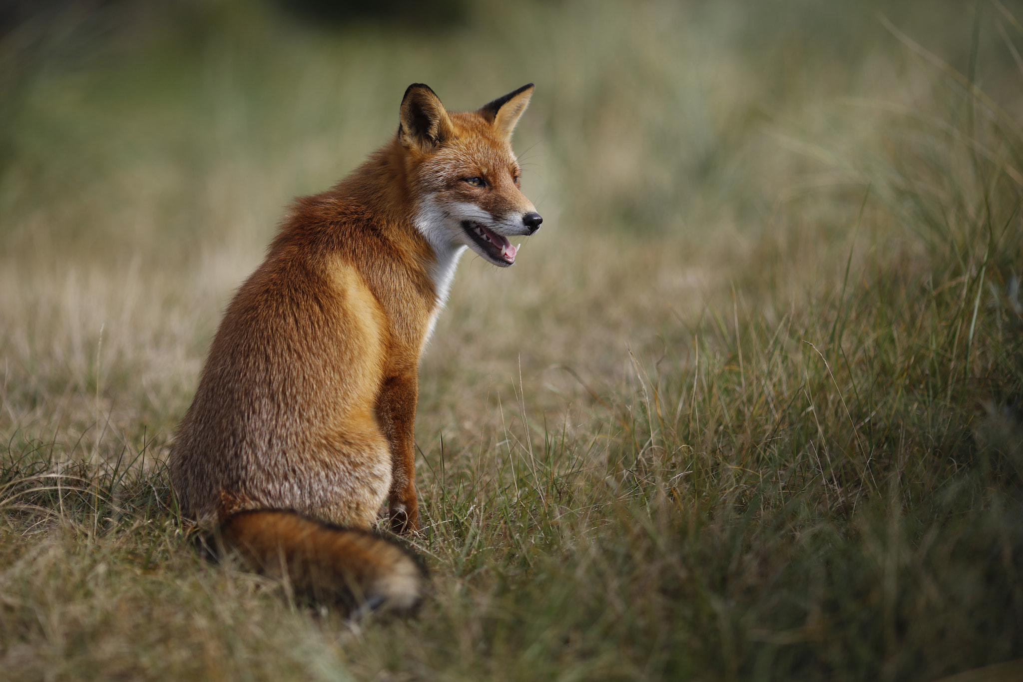 Canon EOS 5DS R + Canon EF 135mm F2L USM sample photo. Red fox photography