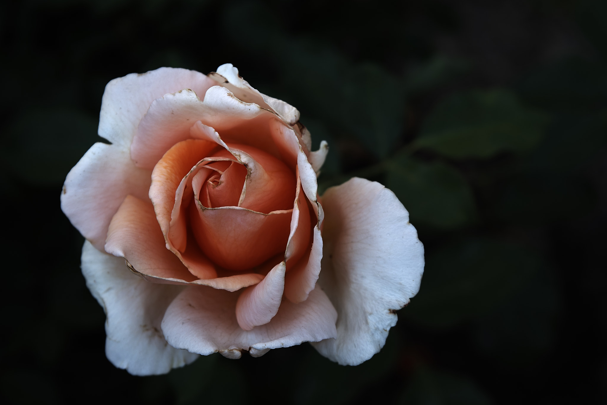 Sony FE 28-70mm F3.5-5.6 OSS sample photo. Just joey photography