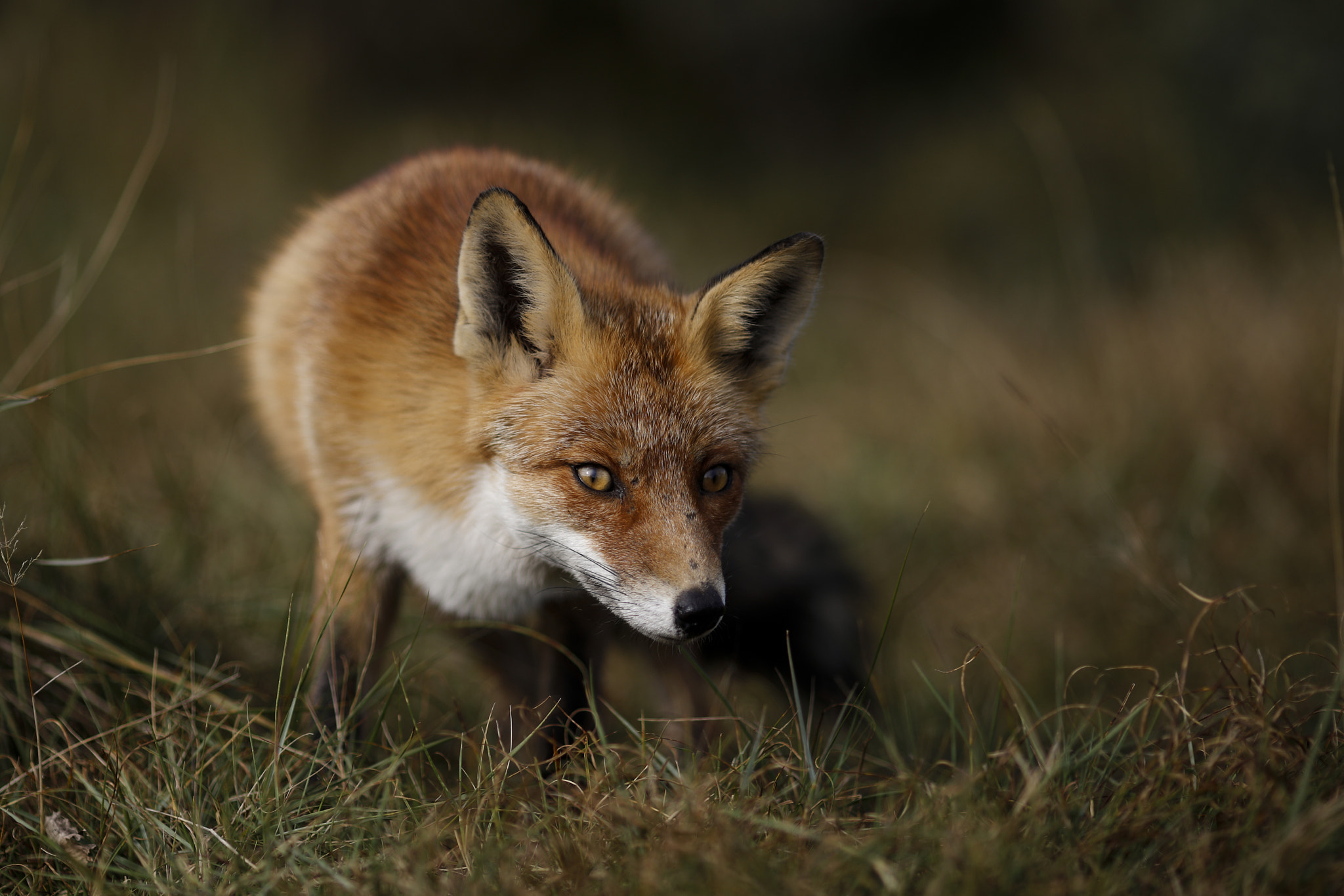 Canon EOS 5DS R + Canon EF 135mm F2L USM sample photo. Red fox photography