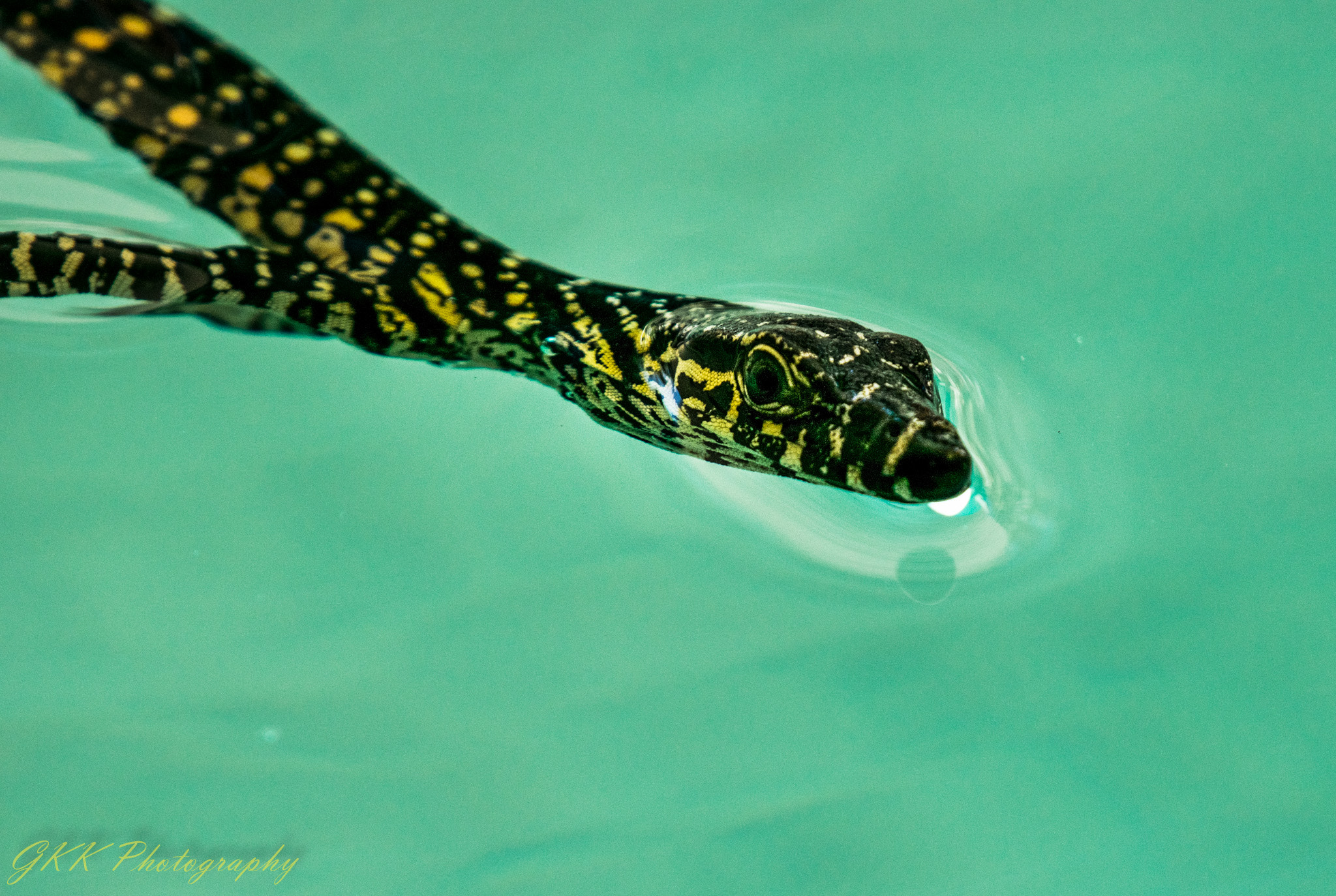Nikon AF-S Nikkor 200-500mm F5.6E ED VR sample photo. Baby lace monitor swimming photography