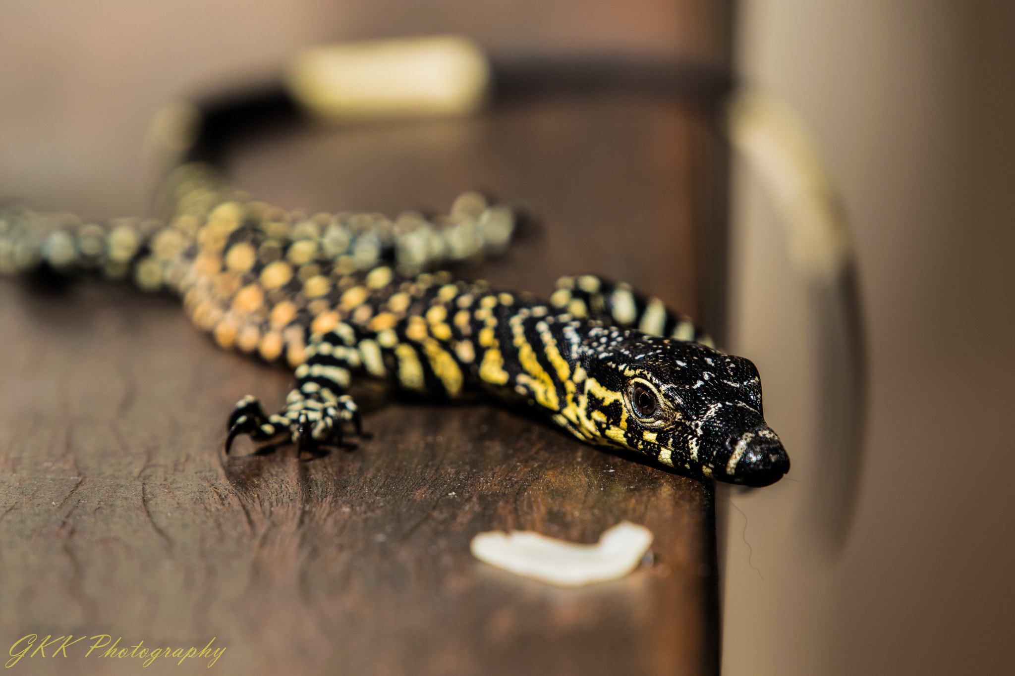 Nikon AF-S Nikkor 200-500mm F5.6E ED VR sample photo. Baby lace monitor photography