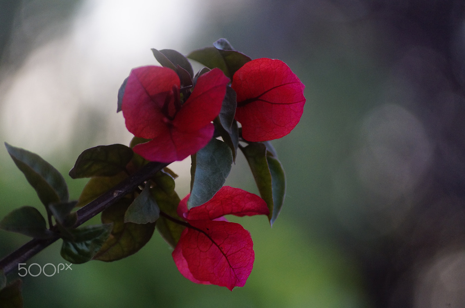 Sony DT 55-200mm F4-5.6 SAM sample photo. Primavera photography