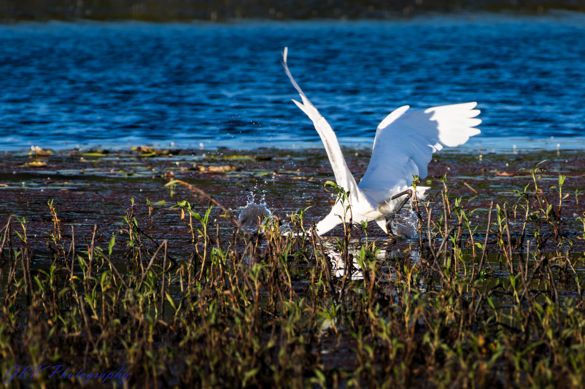Nikon AF-S Nikkor 200-500mm F5.6E ED VR sample photo. Egret dives for a fish photography