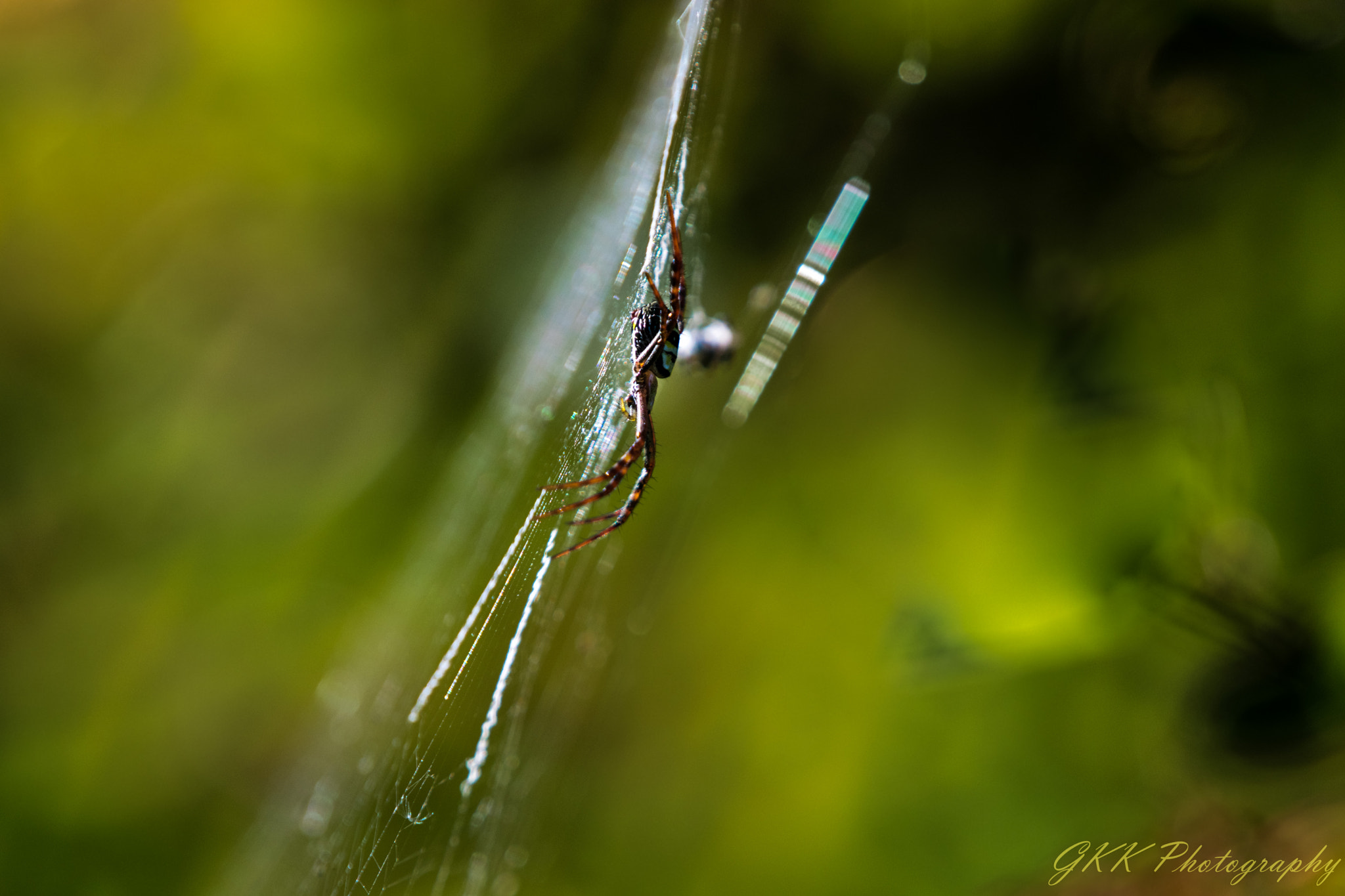 Nikon AF-S Nikkor 200-500mm F5.6E ED VR sample photo. Spider on its web photography