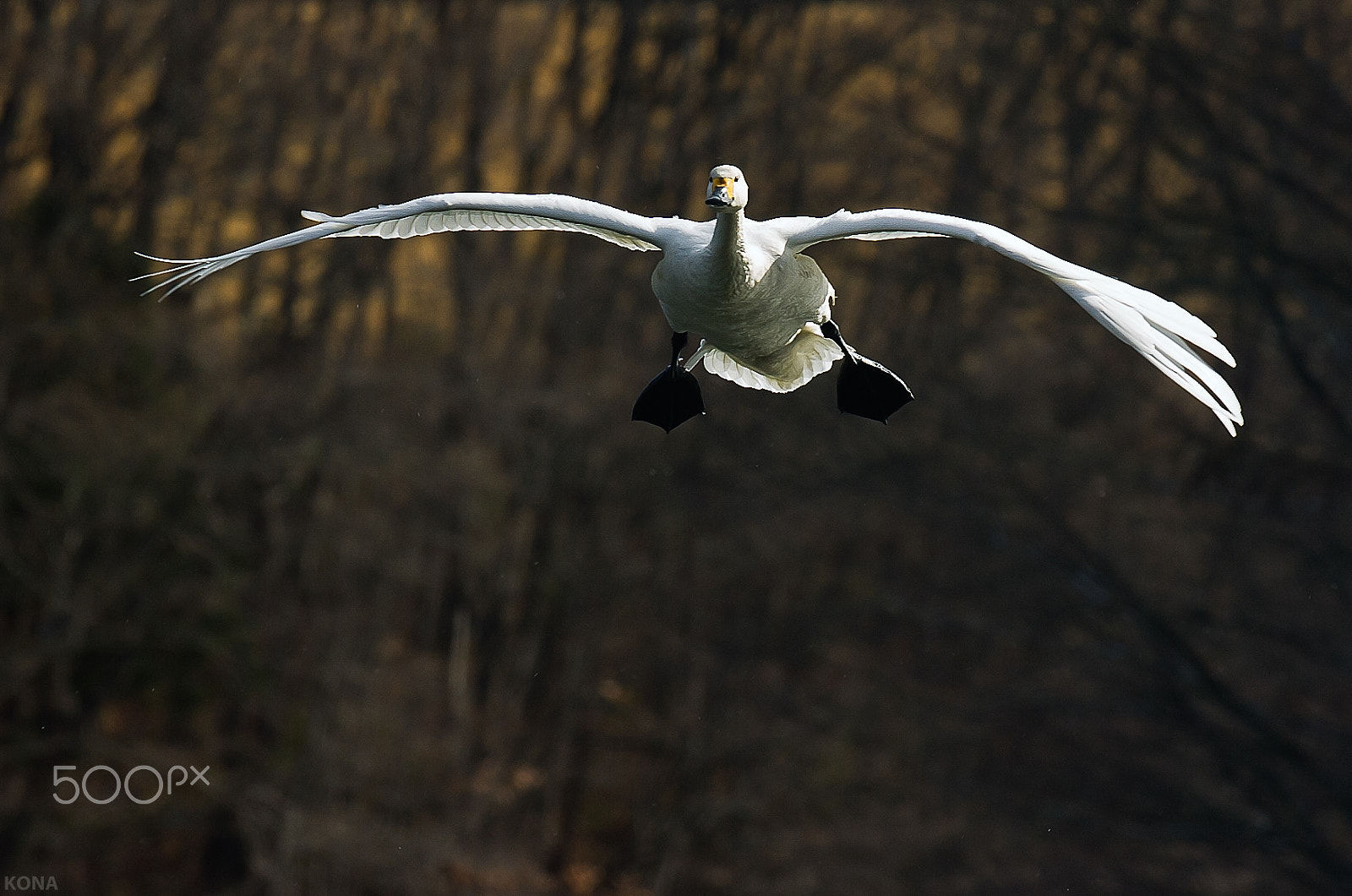 Nikon AF-S Nikkor 400mm F2.8G ED VR II sample photo. 29594739343.swan photography