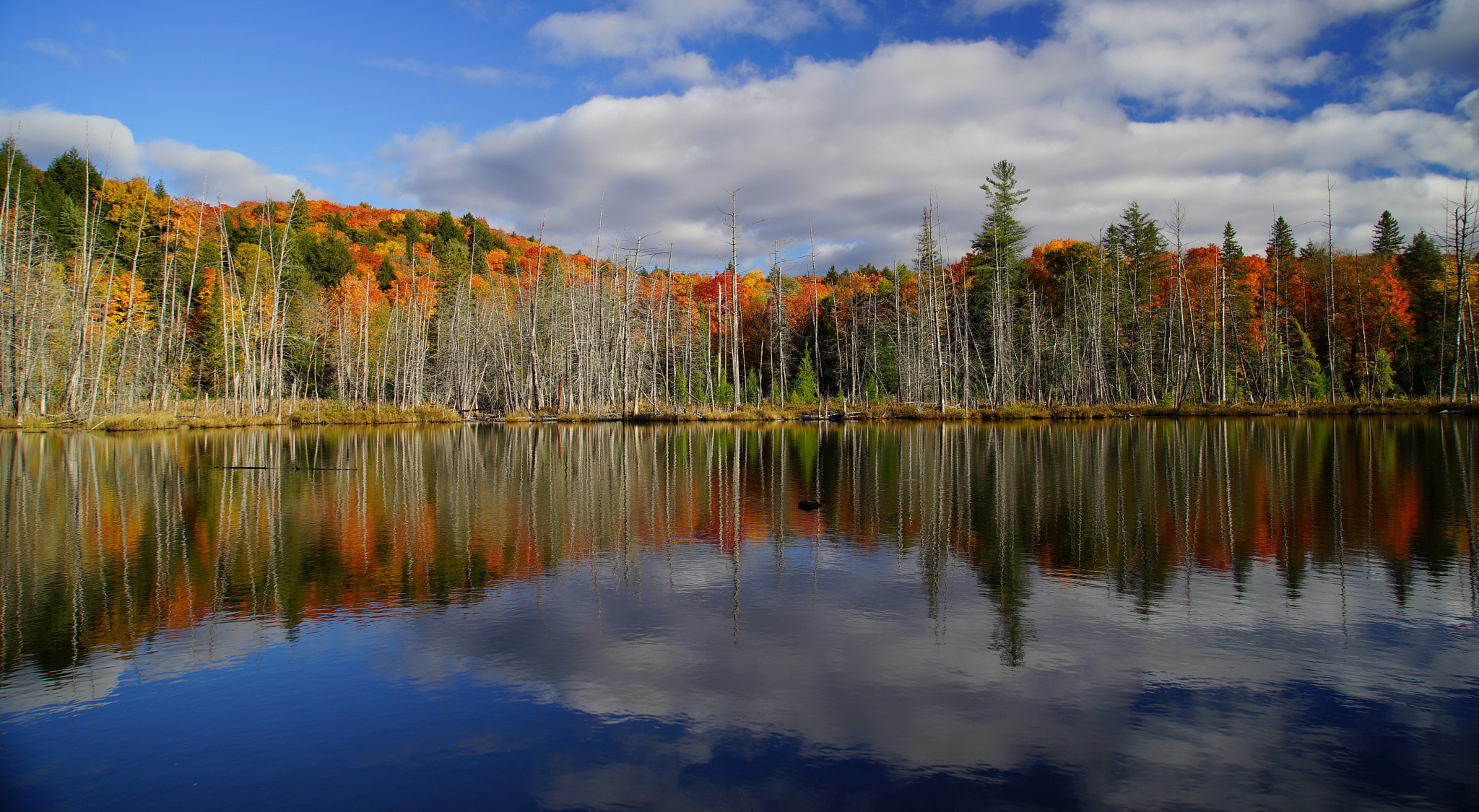 Sony a7 + Sony Vario Tessar T* FE 24-70mm F4 ZA OSS sample photo. Fall reflections photography