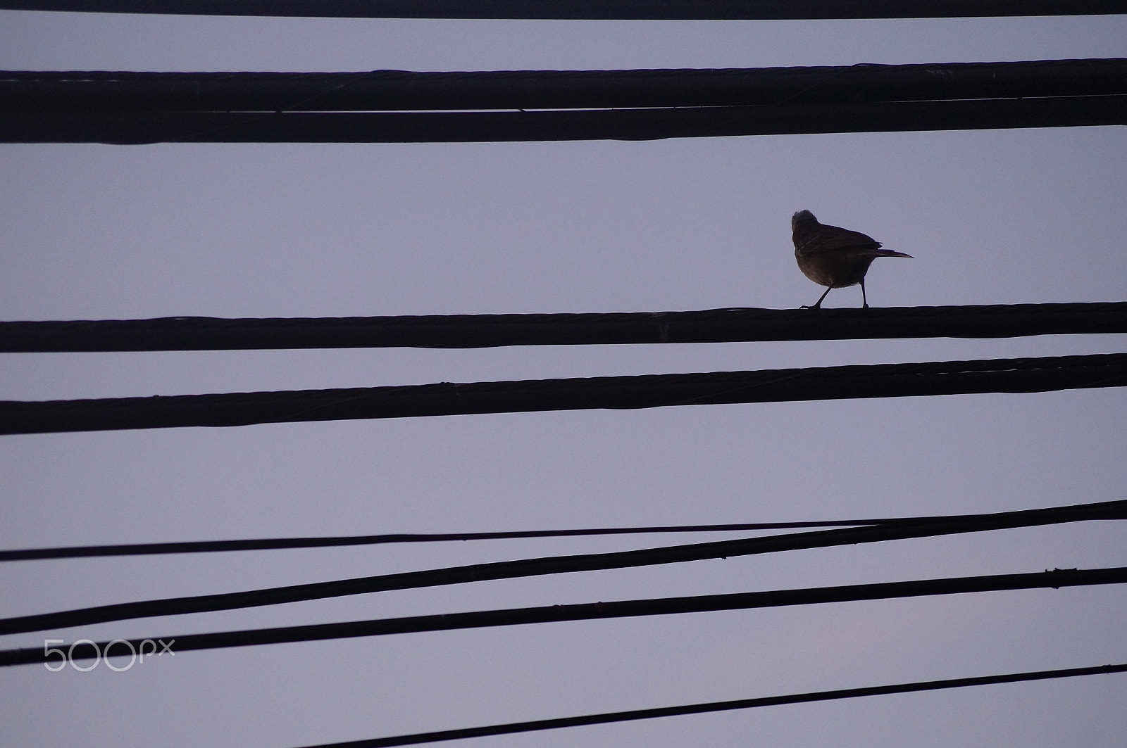 Sony SLT-A37 sample photo. Lines and little bird photography