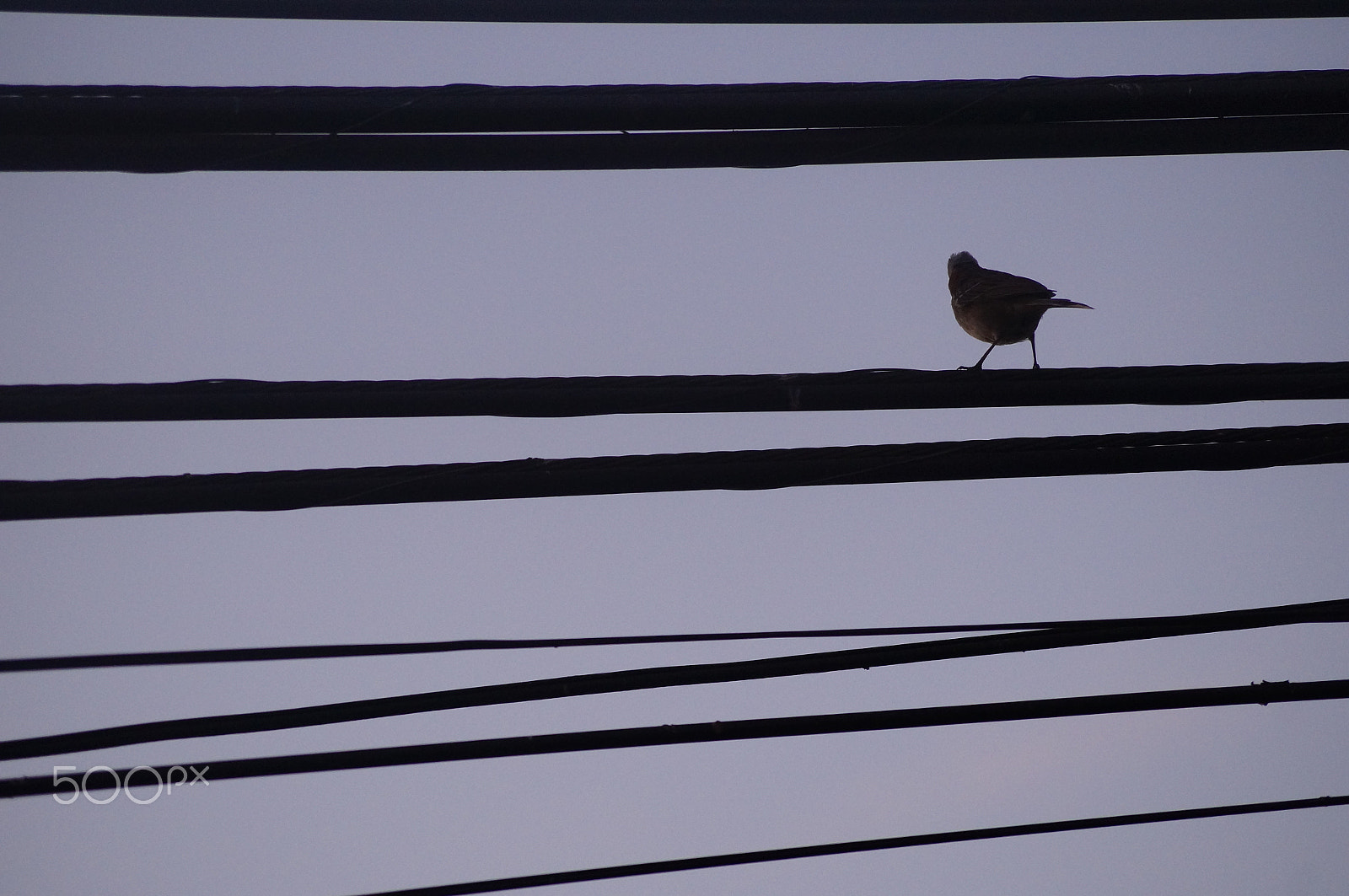 Sony DT 55-200mm F4-5.6 SAM sample photo. Lines and little bird photography