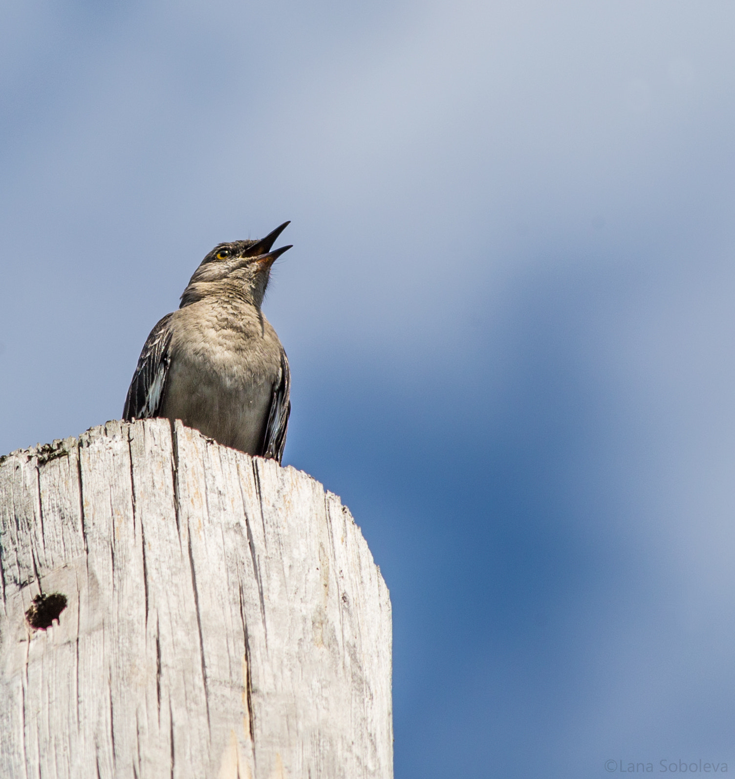 Canon EF 70-300mm F4-5.6 IS USM sample photo. Northern mockingbird photography