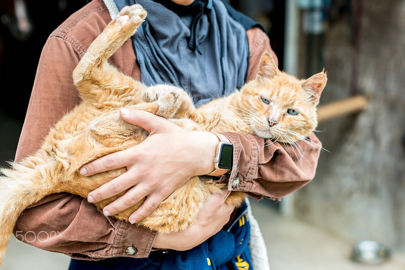 Sony a7R II sample photo. Barn cat photography