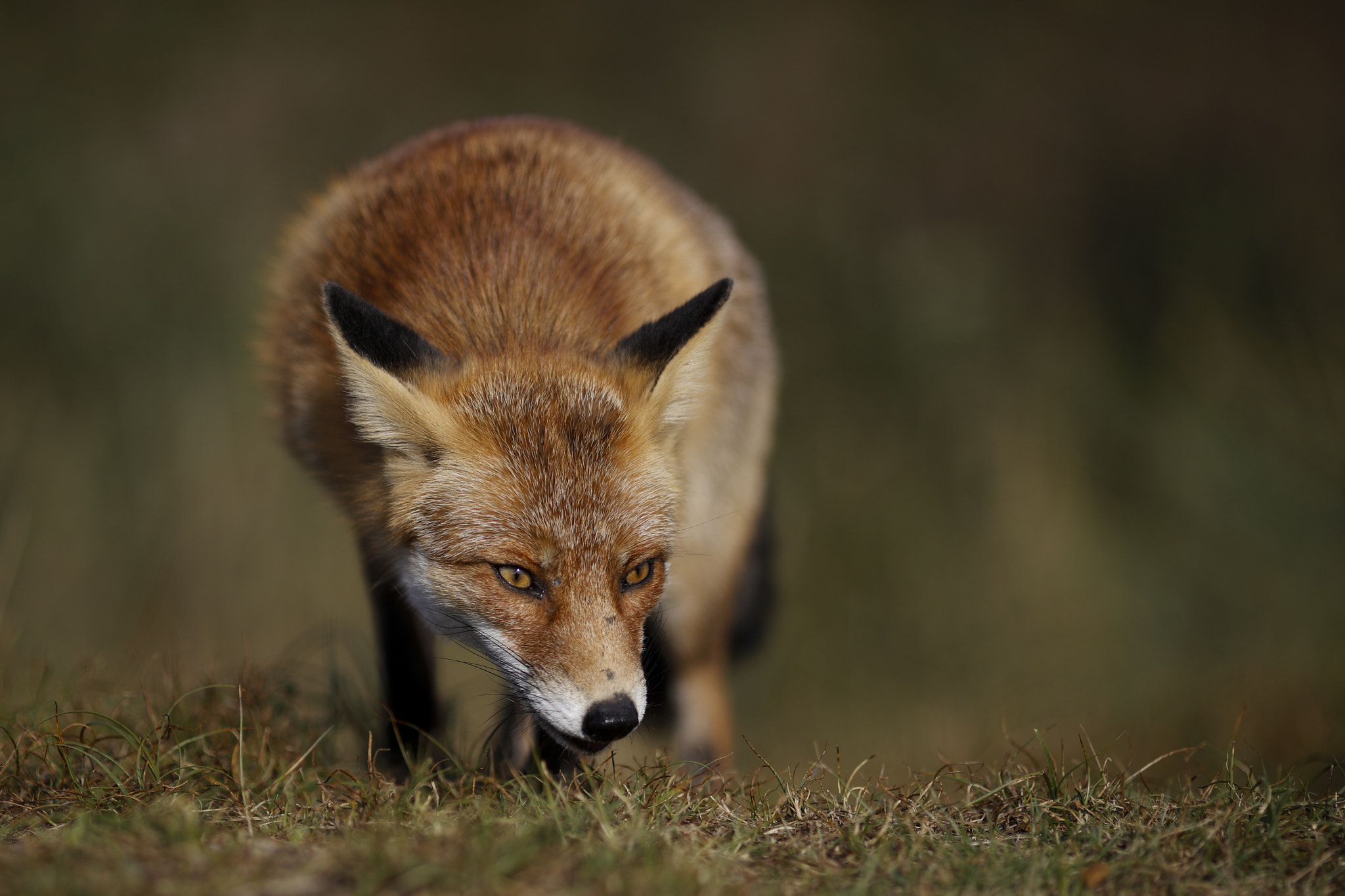 Canon EOS 5DS R + Canon EF 135mm F2L USM sample photo. Red fox photography