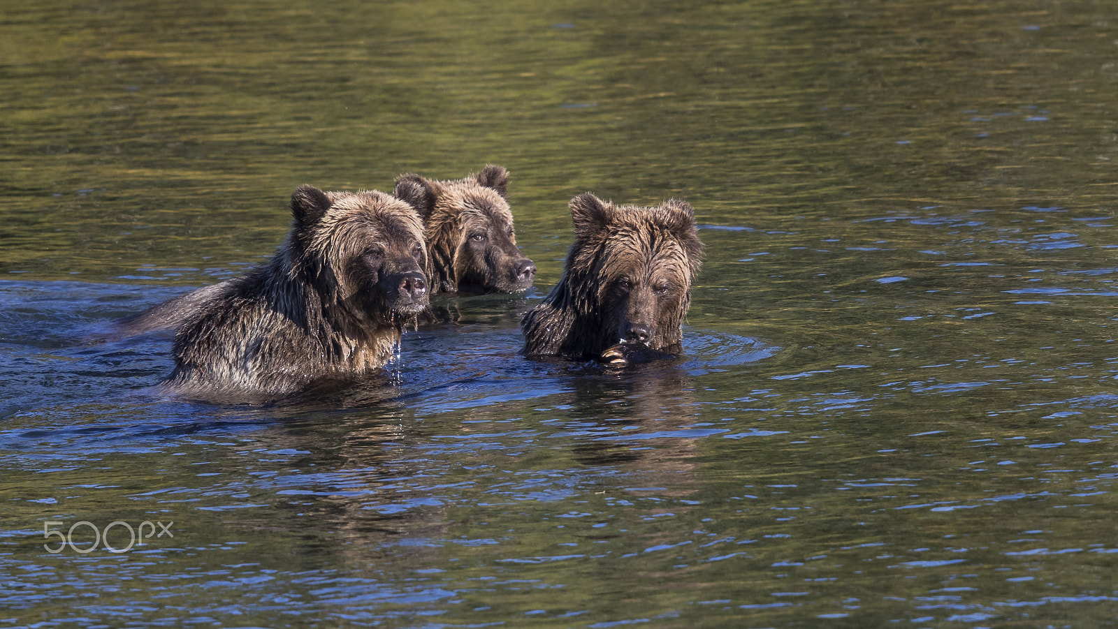 Canon EOS-1D X Mark II + Canon EF 400mm F2.8L IS II USM sample photo. Family dinner photography