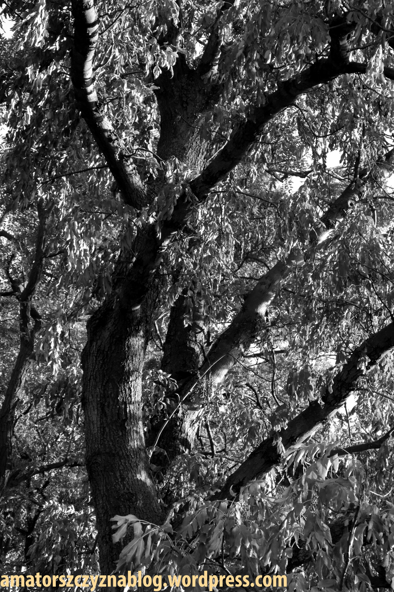 Canon EOS 760D (EOS Rebel T6s / EOS 8000D) sample photo. Tree photography