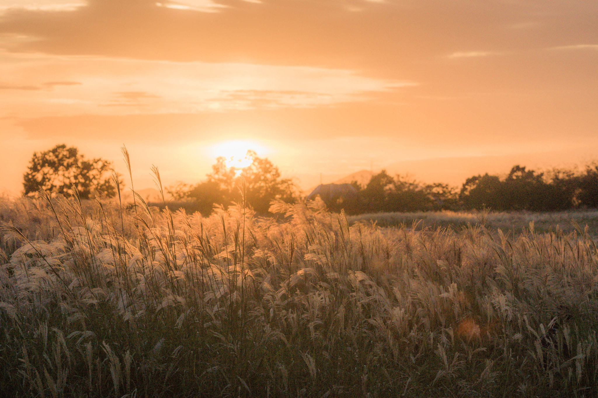 Sony SLT-A65 (SLT-A65V) sample photo. Flame grass at sunset photography