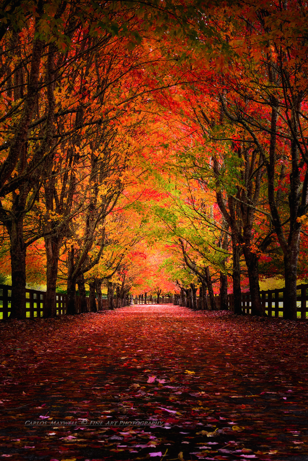Nikon D800E sample photo. Fall photography