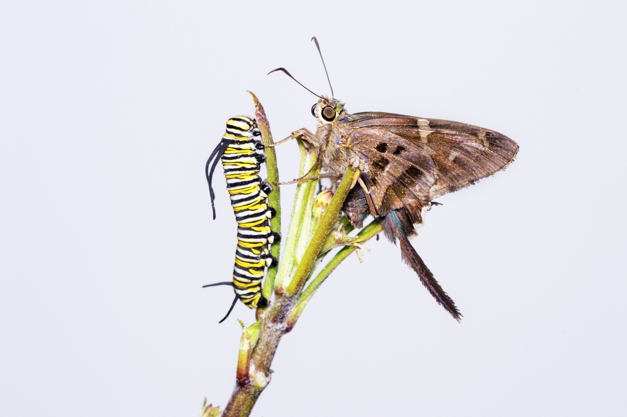 Nikon D3200 + Sigma 150mm F2.8 EX DG Macro HSM sample photo. Long-tailed skipper butterfly, monarch caterpillar photography