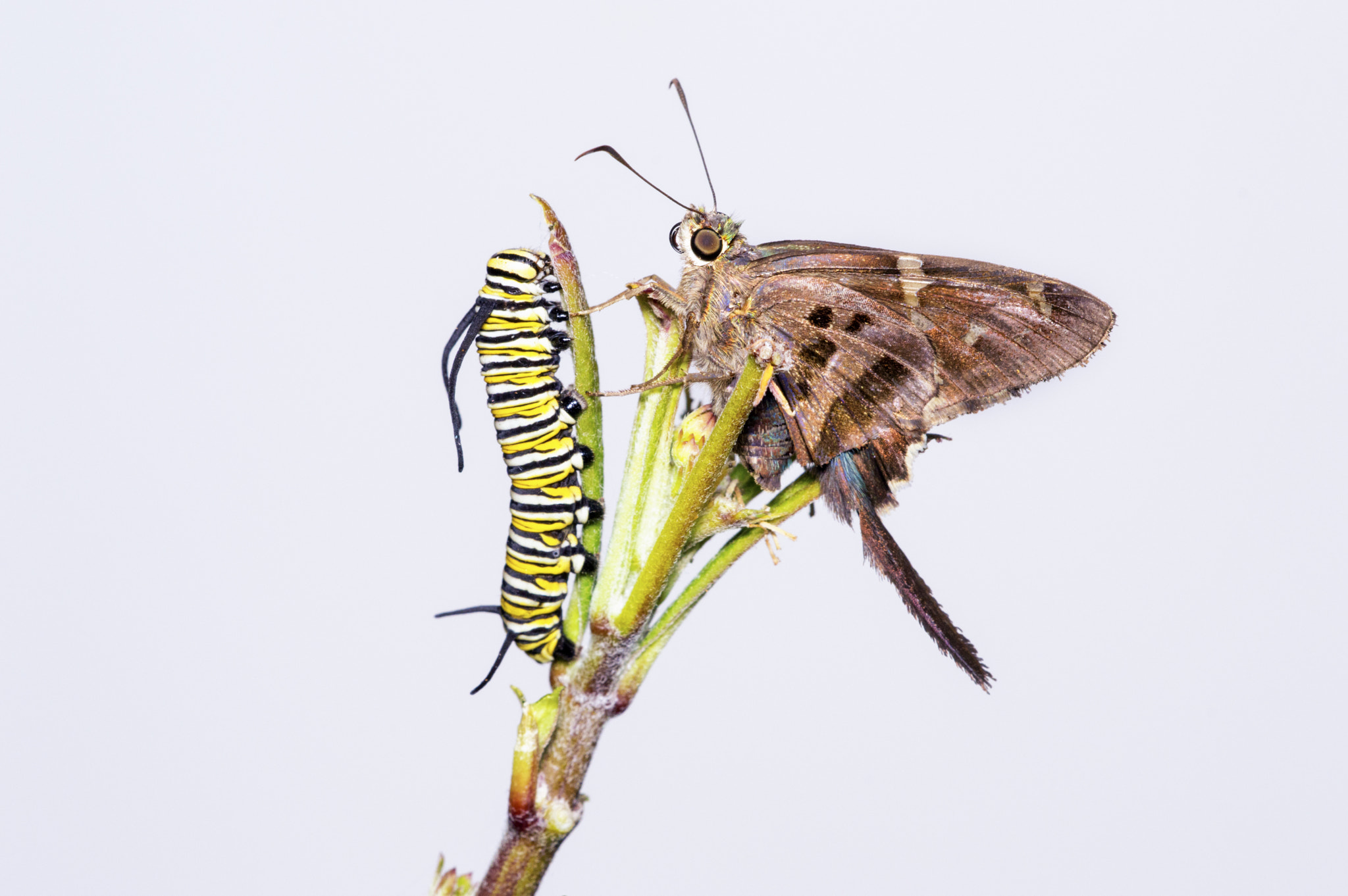 Sigma 150mm F2.8 EX DG Macro HSM sample photo. Long-tailed skipper butterfly, monarch caterpillar photography