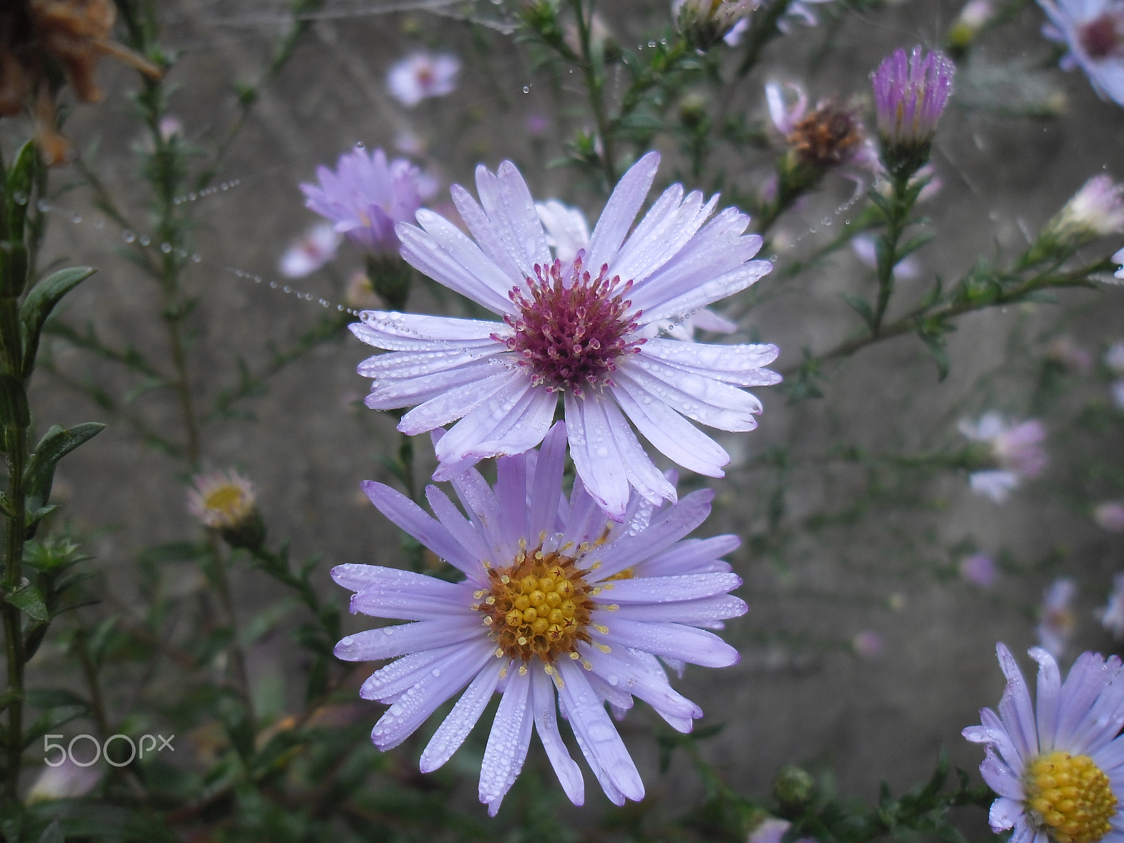 Samsung ES90/ ES91 sample photo. Flower photography