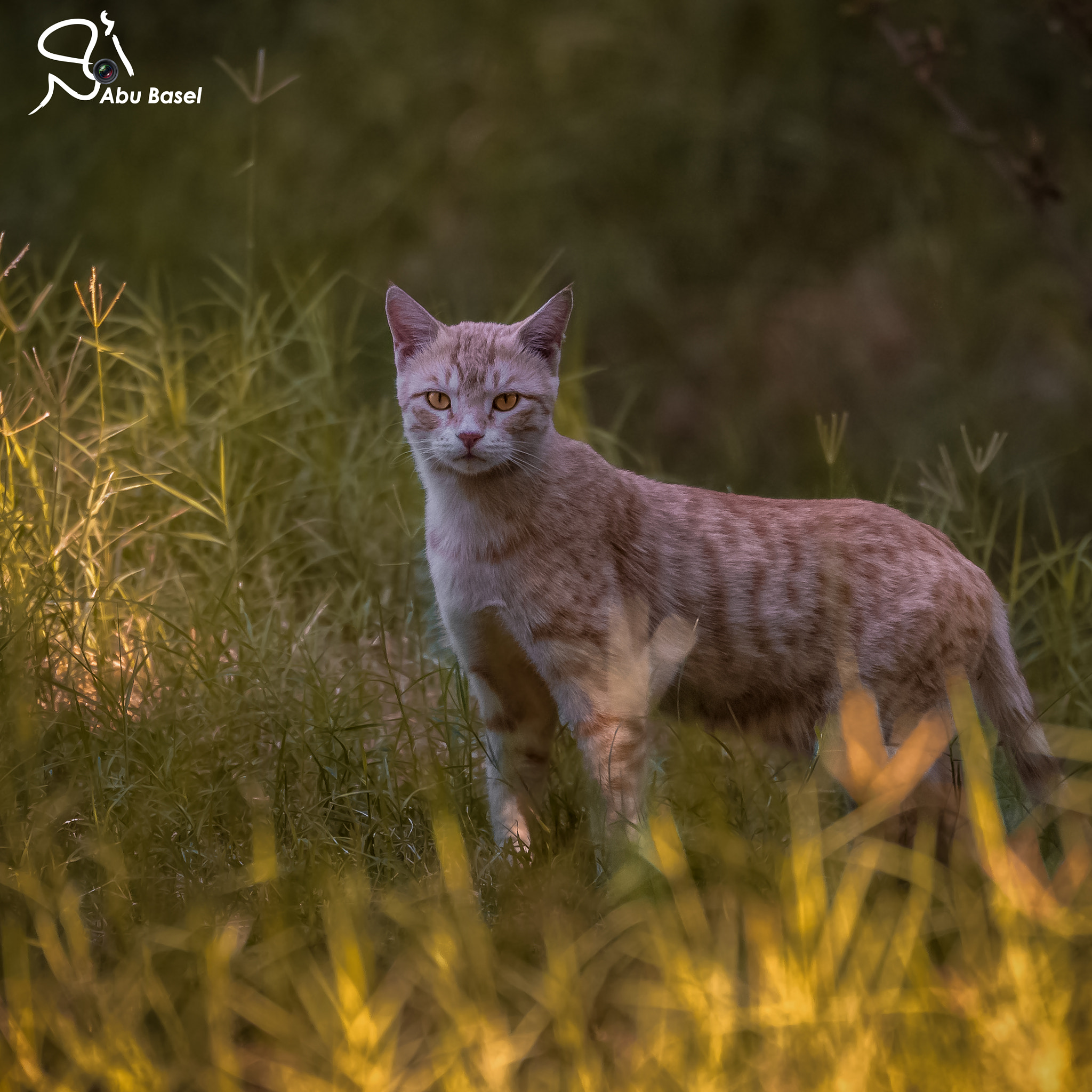 Sigma 150-600mm F5-6.3 DG OS HSM | S sample photo