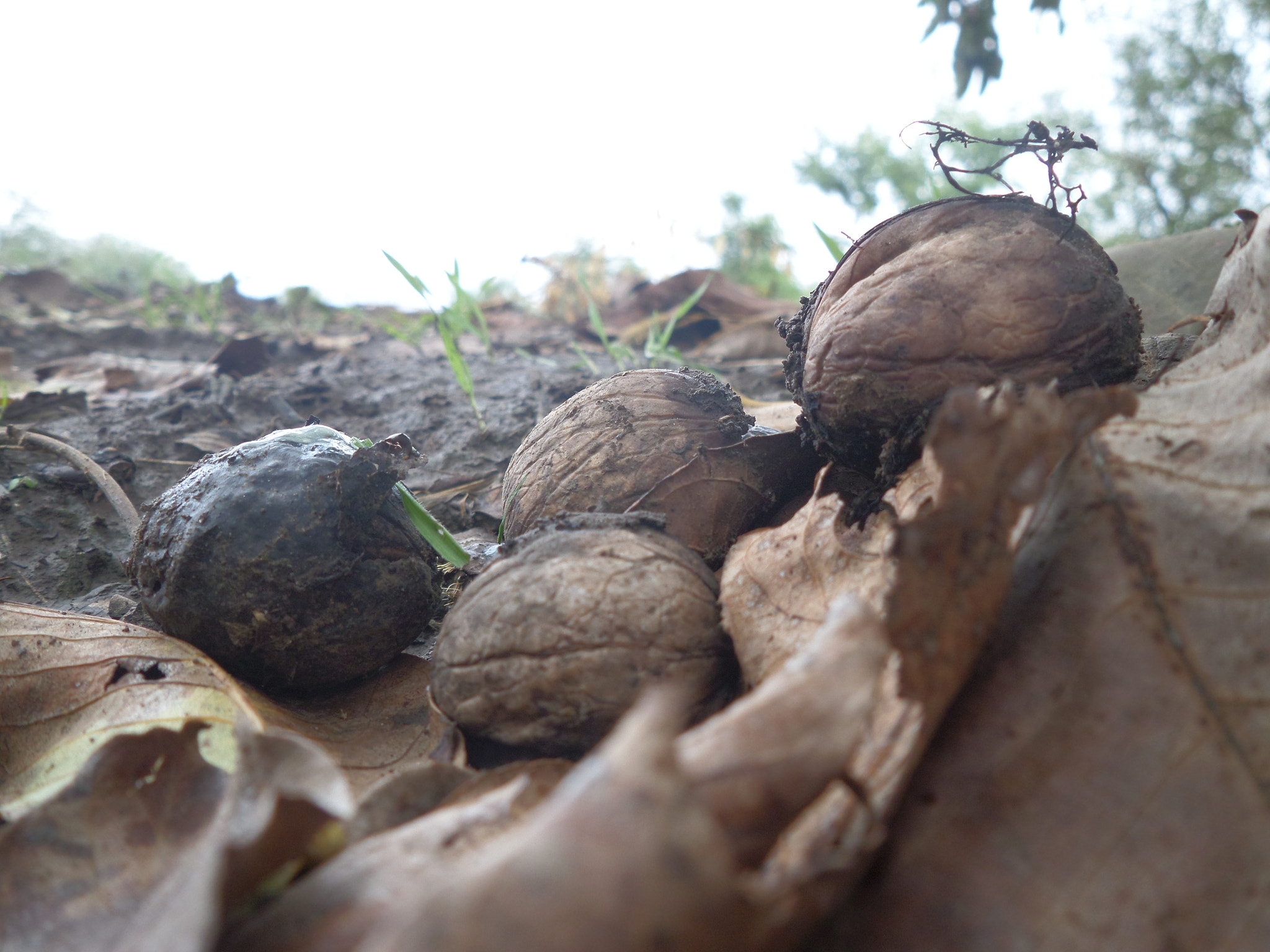 Samsung WB30F/WB31F/WB32F sample photo