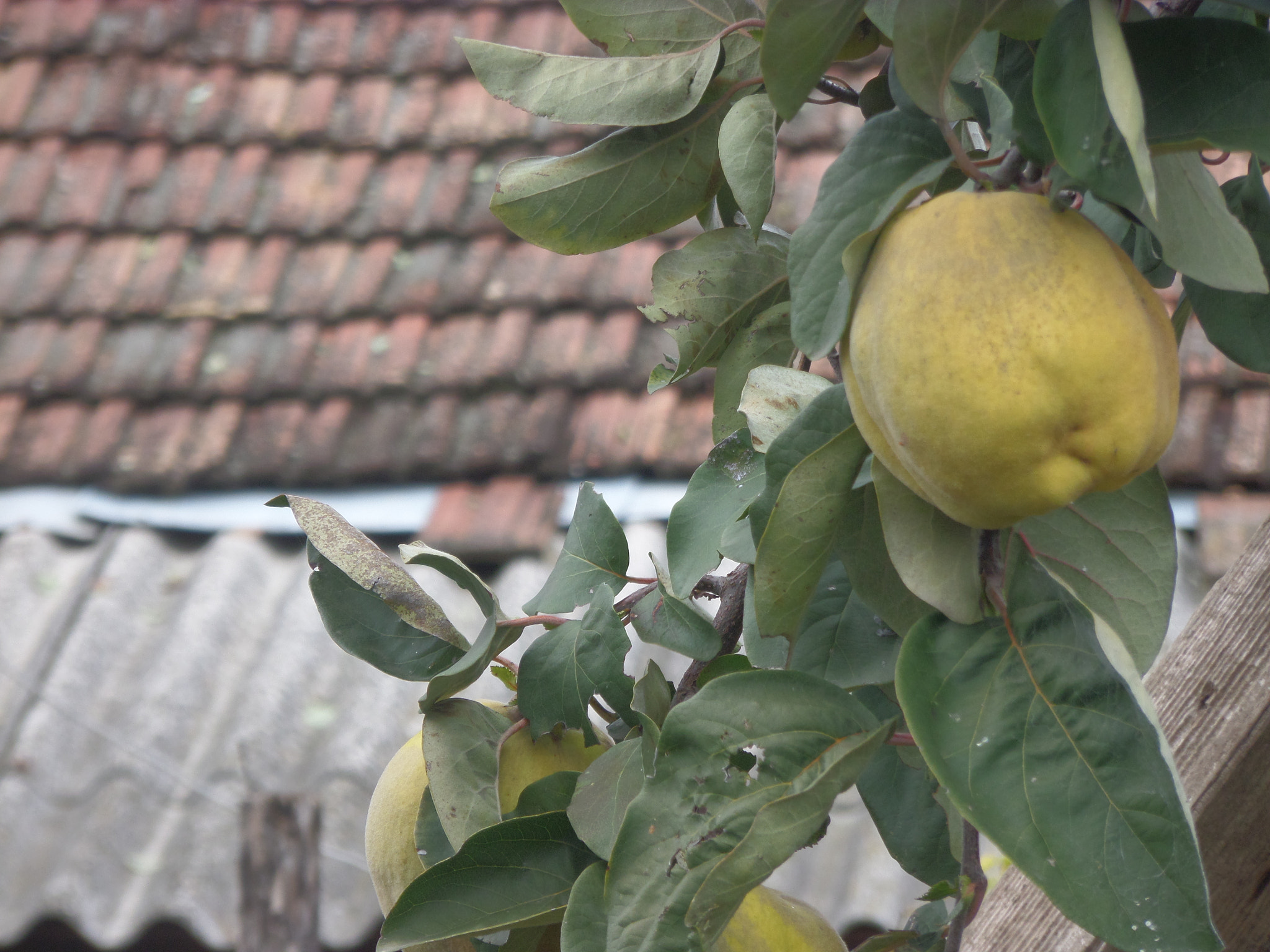 Samsung WB30F/WB31F/WB32F sample photo