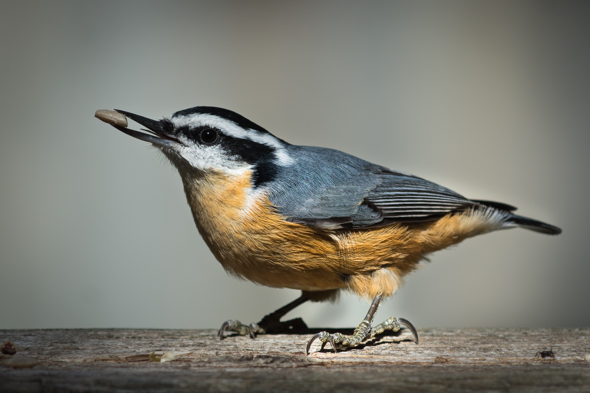 Nikon AF-S Nikkor 70-200mm F4G ED VR sample photo. Red-breasted nuthatch photography