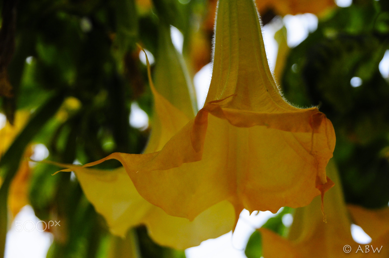 Nikon D300 sample photo. Angel's trumpet flower photography
