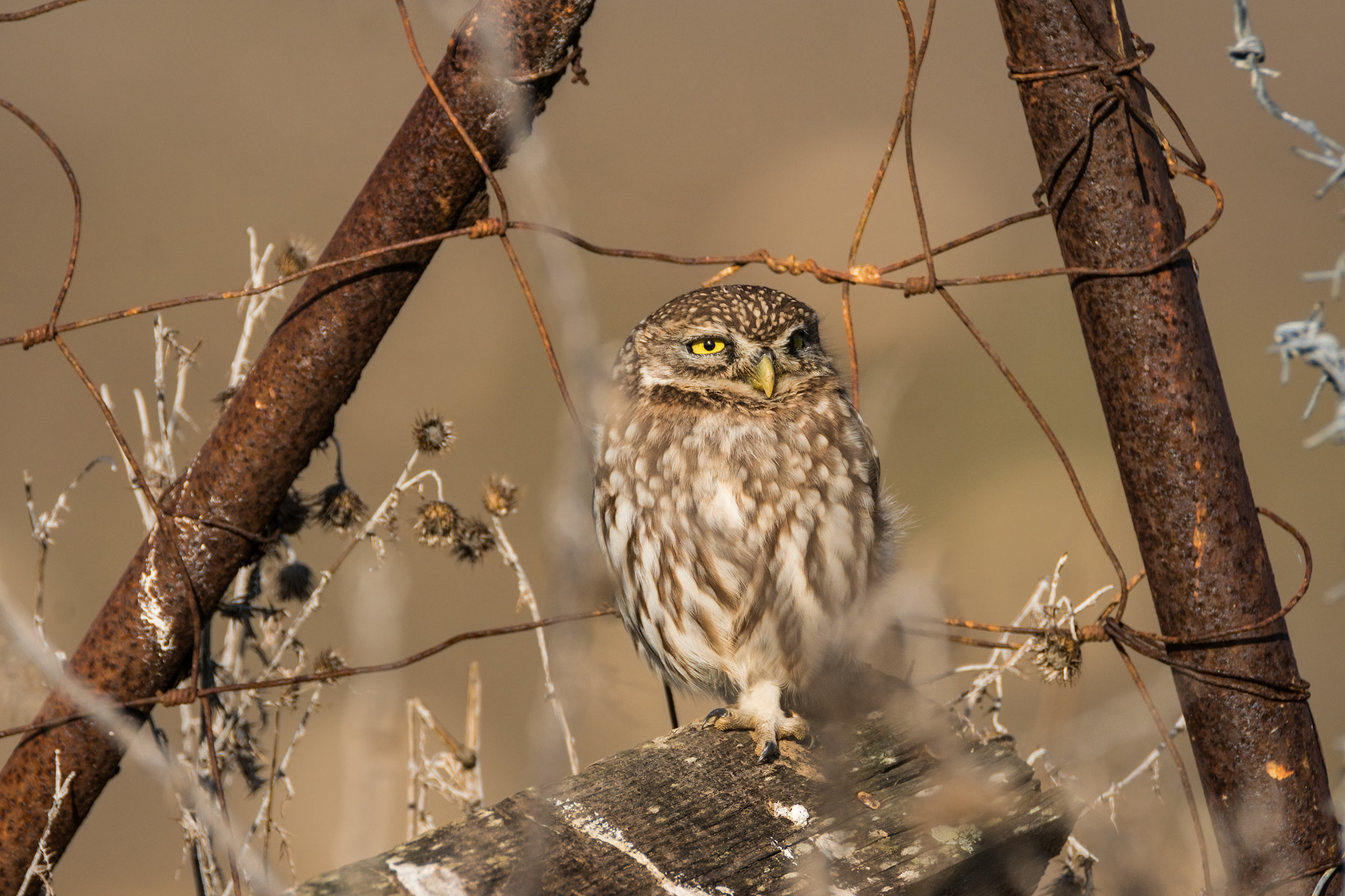 Sony ILCA-77M2 + Tamron SP 150-600mm F5-6.3 Di VC USD sample photo. Little owl photography