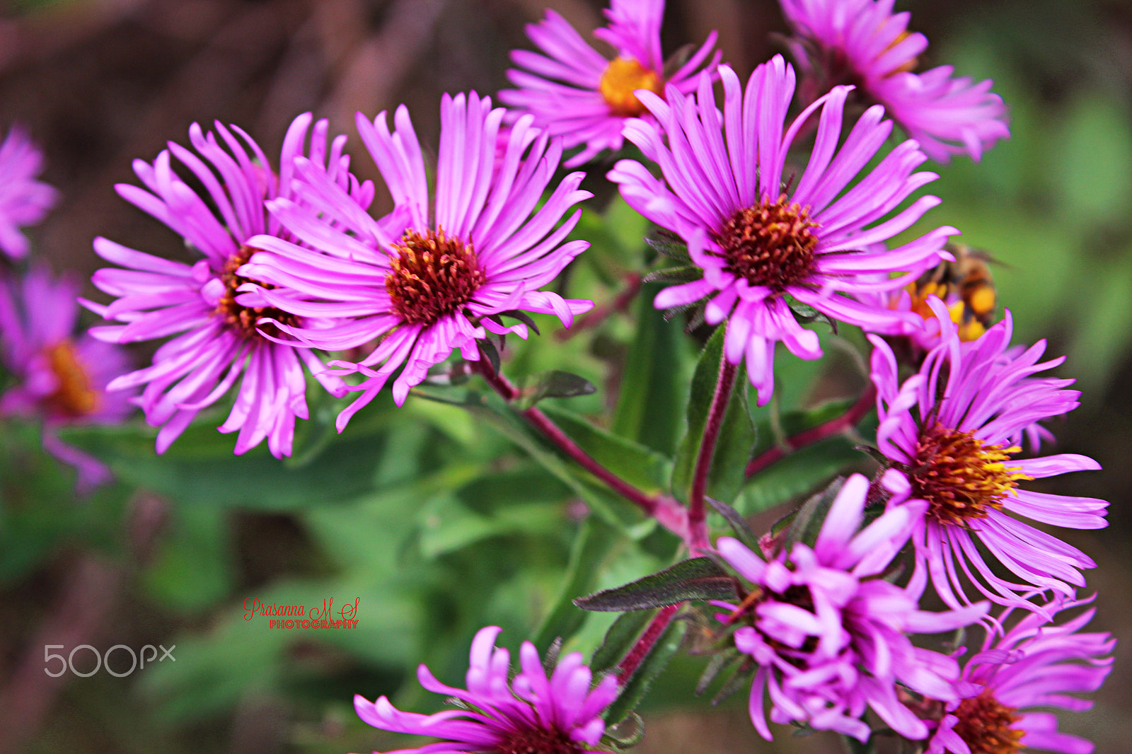 Canon EOS 600D (Rebel EOS T3i / EOS Kiss X5) + 18.0 - 55.0 mm sample photo. Purple splash () photography