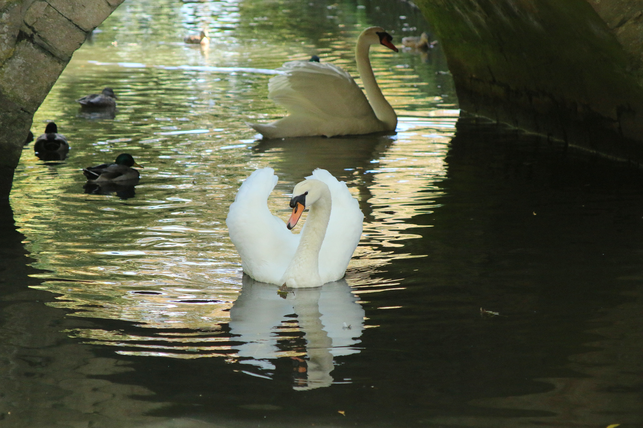 Canon EF 28-105mm f/3.5-4.5 USM sample photo. Wildlife photography