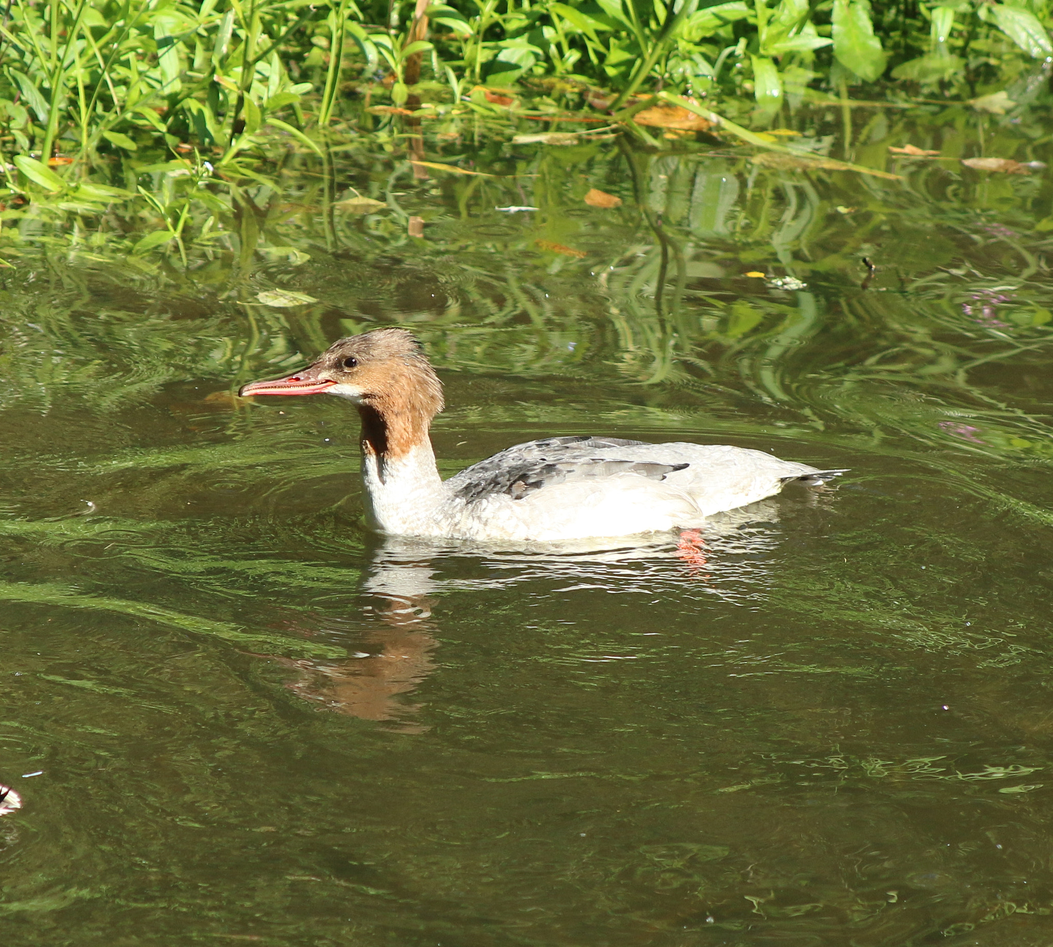 Canon EF 28-105mm f/3.5-4.5 USM sample photo. Wildlife photography