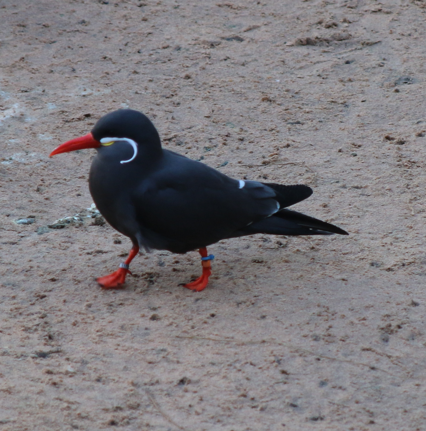 Canon EF 28-105mm f/3.5-4.5 USM sample photo. Wildlife photography