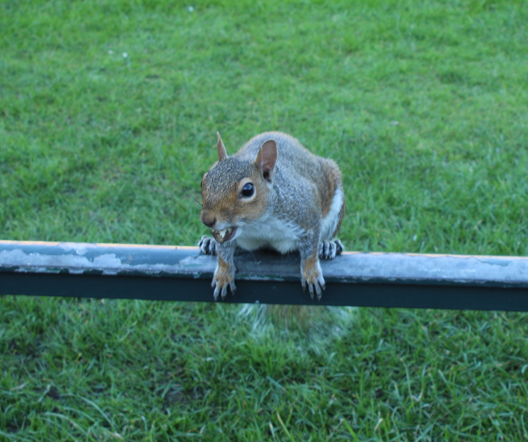 Canon EF 28-105mm f/3.5-4.5 USM sample photo. Wildlife photography