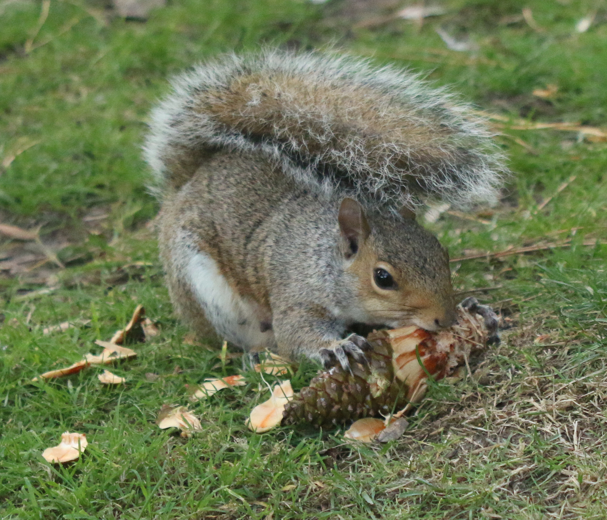 Canon EF 28-105mm f/3.5-4.5 USM sample photo. Wildlife photography