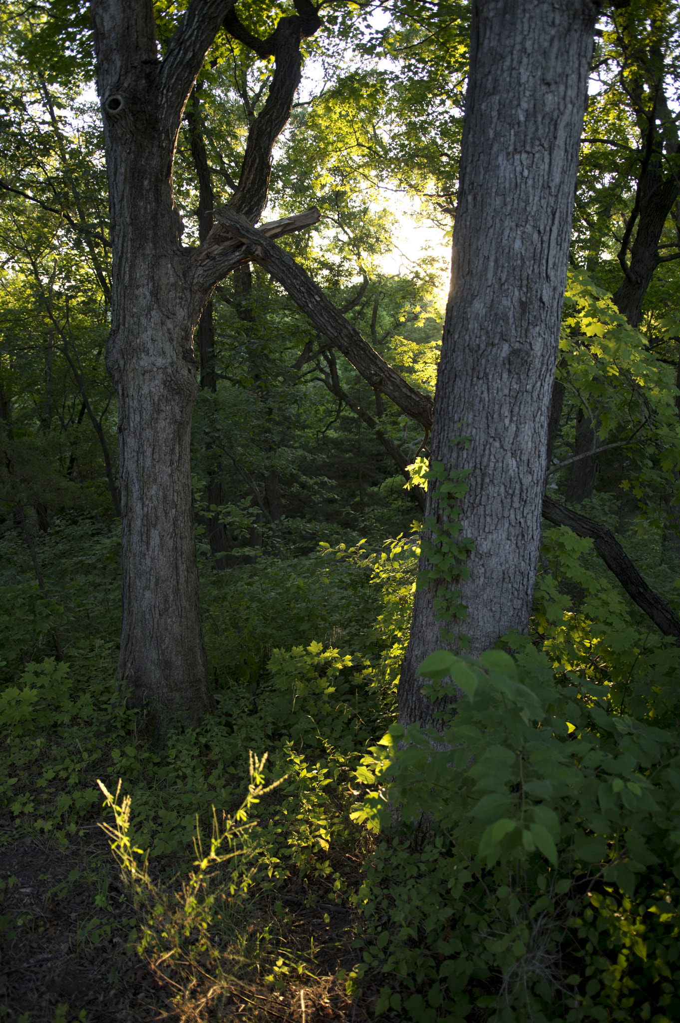 Pentax K-3 sample photo. Suntrees photography