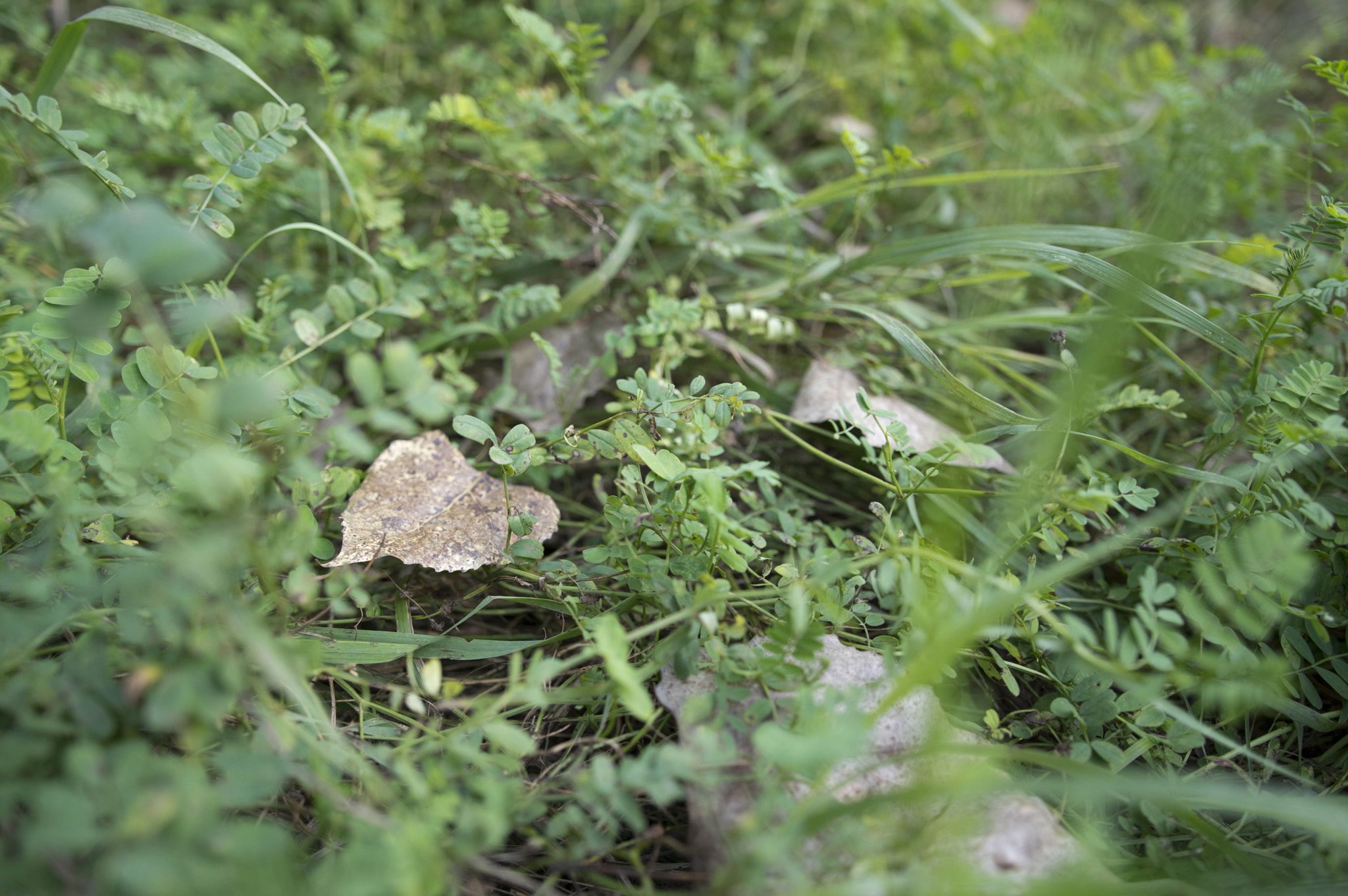 Pentax K-3 sample photo. Cottonwood floor photography