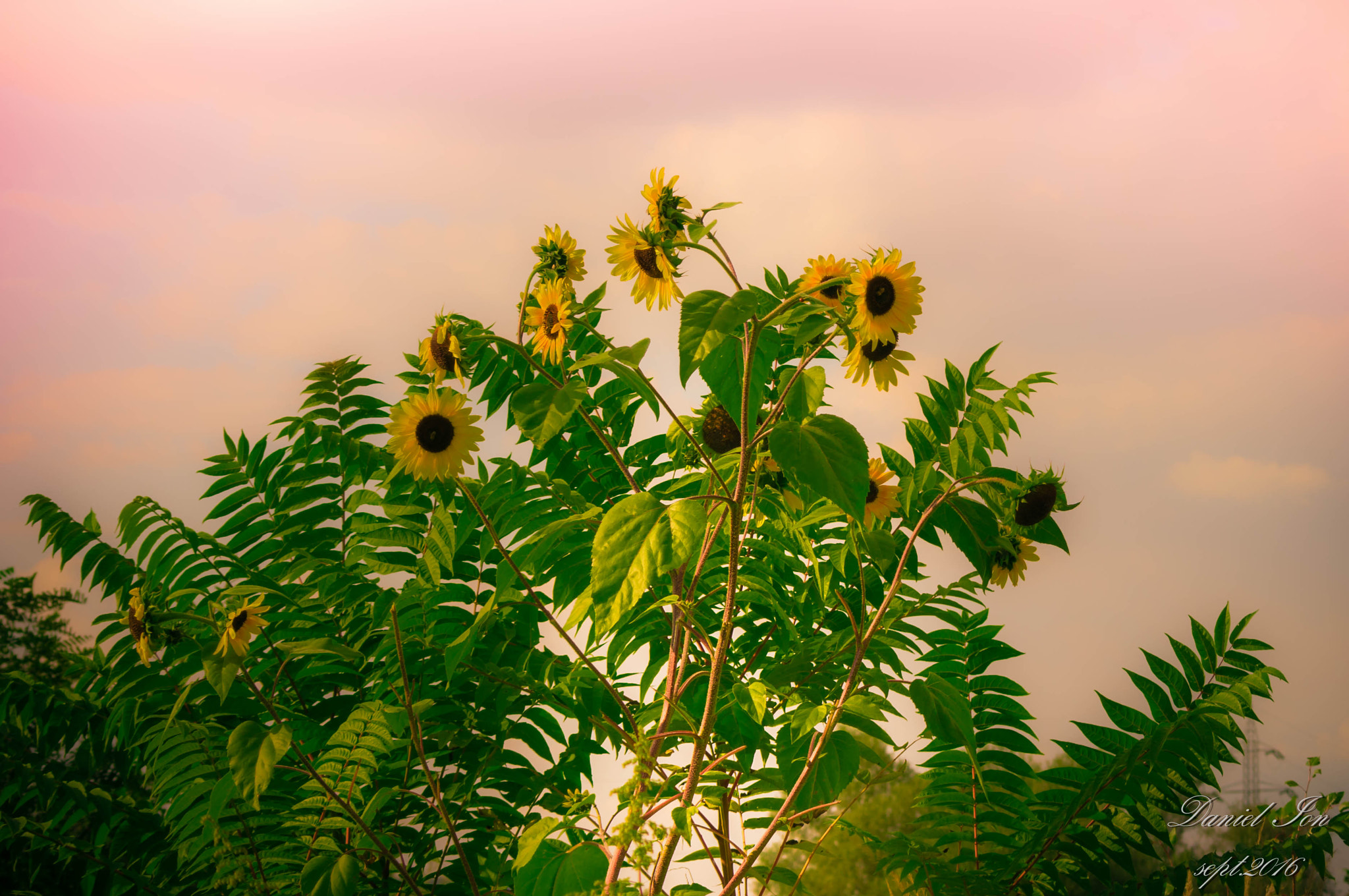 Pentax K-x sample photo. Flower photography