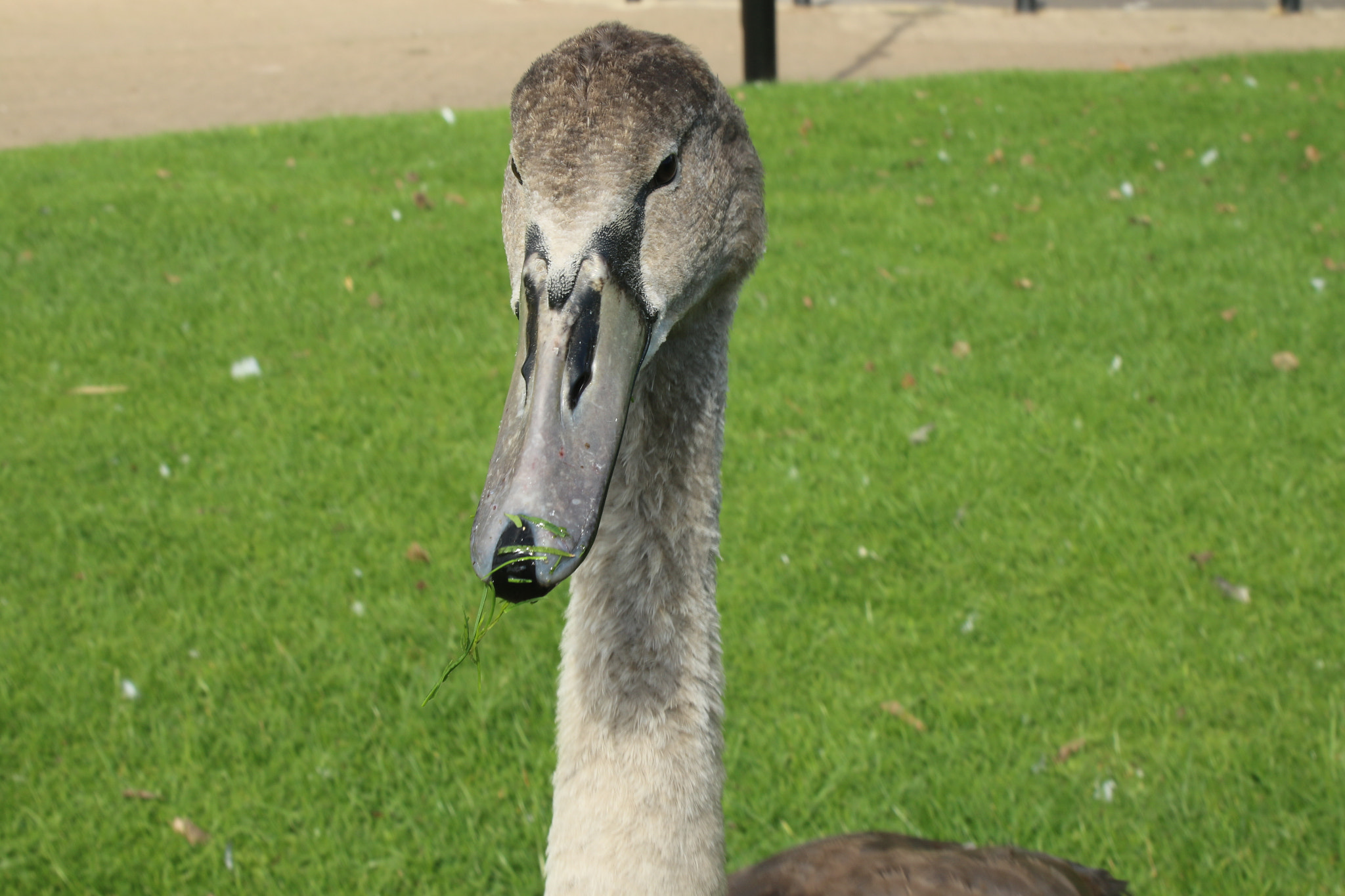 Canon EF 28-105mm f/3.5-4.5 USM sample photo. Wildlife photography