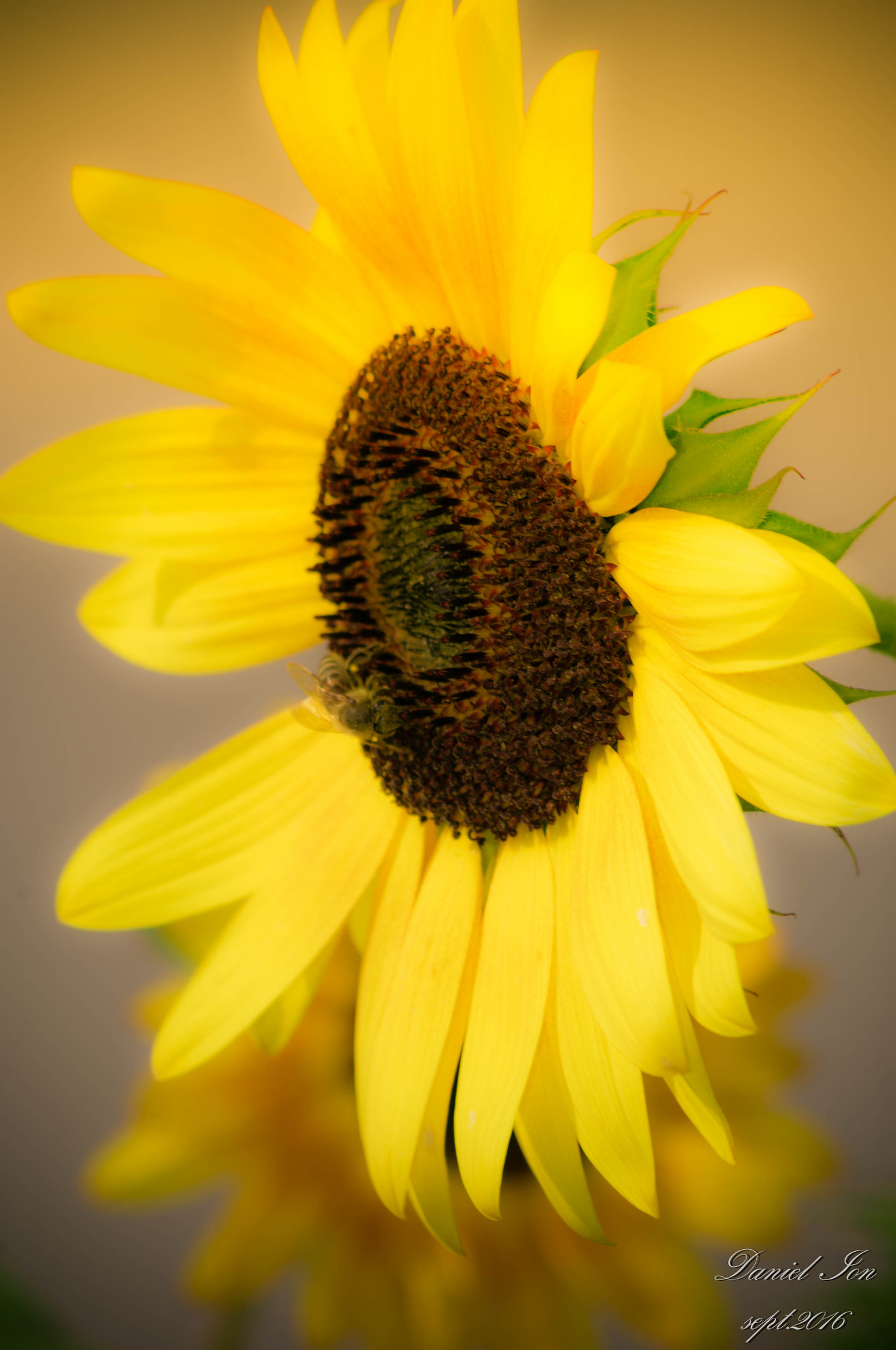 Pentax K-x + smc PENTAX-FA 80-320mm F4.5-5.6 sample photo. Flower photography