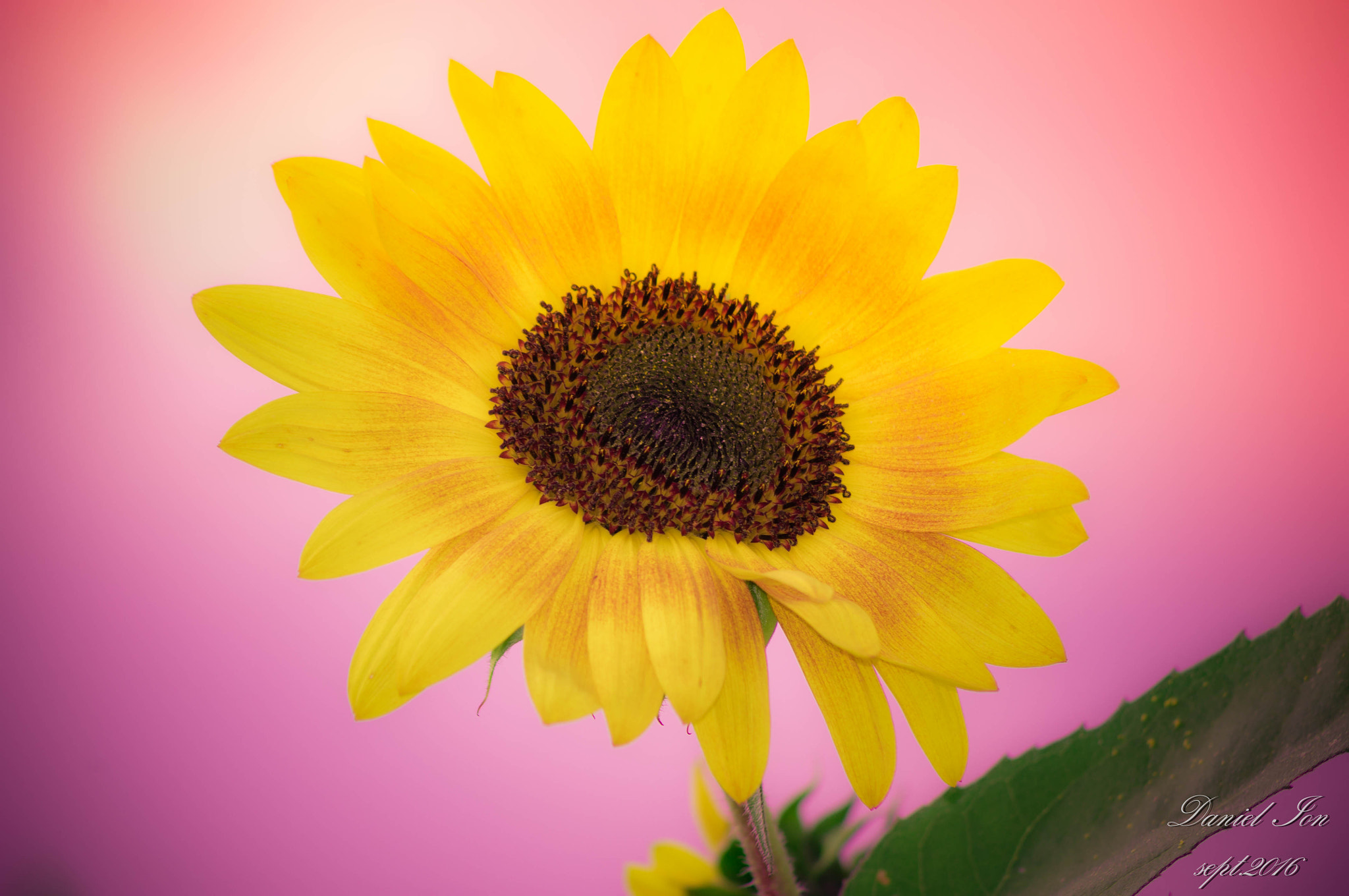 smc PENTAX-FA 80-320mm F4.5-5.6 sample photo. Flower photography