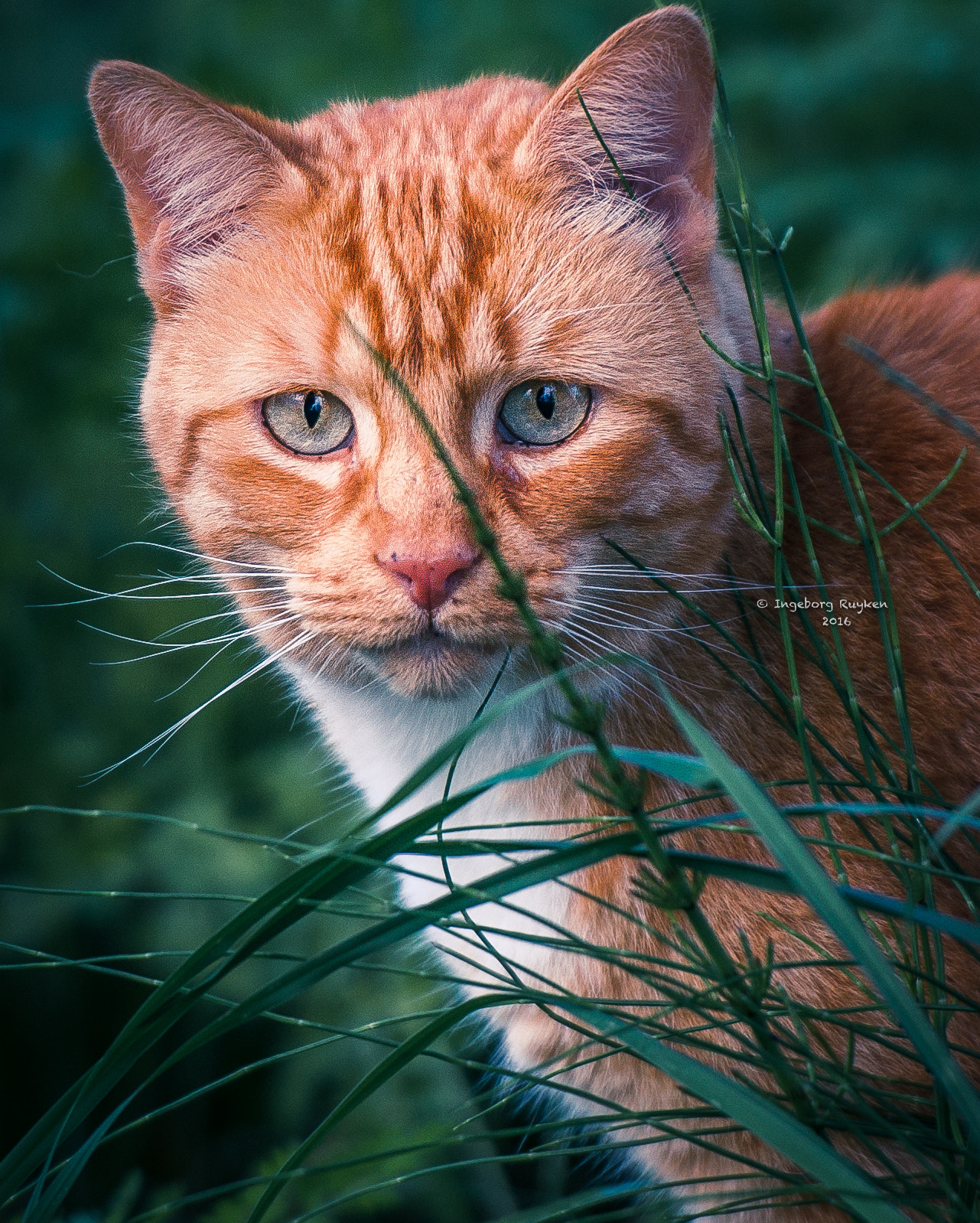 Nikon AF-S Nikkor 70-200mm F2.8G ED VR II sample photo. She's got the look photography