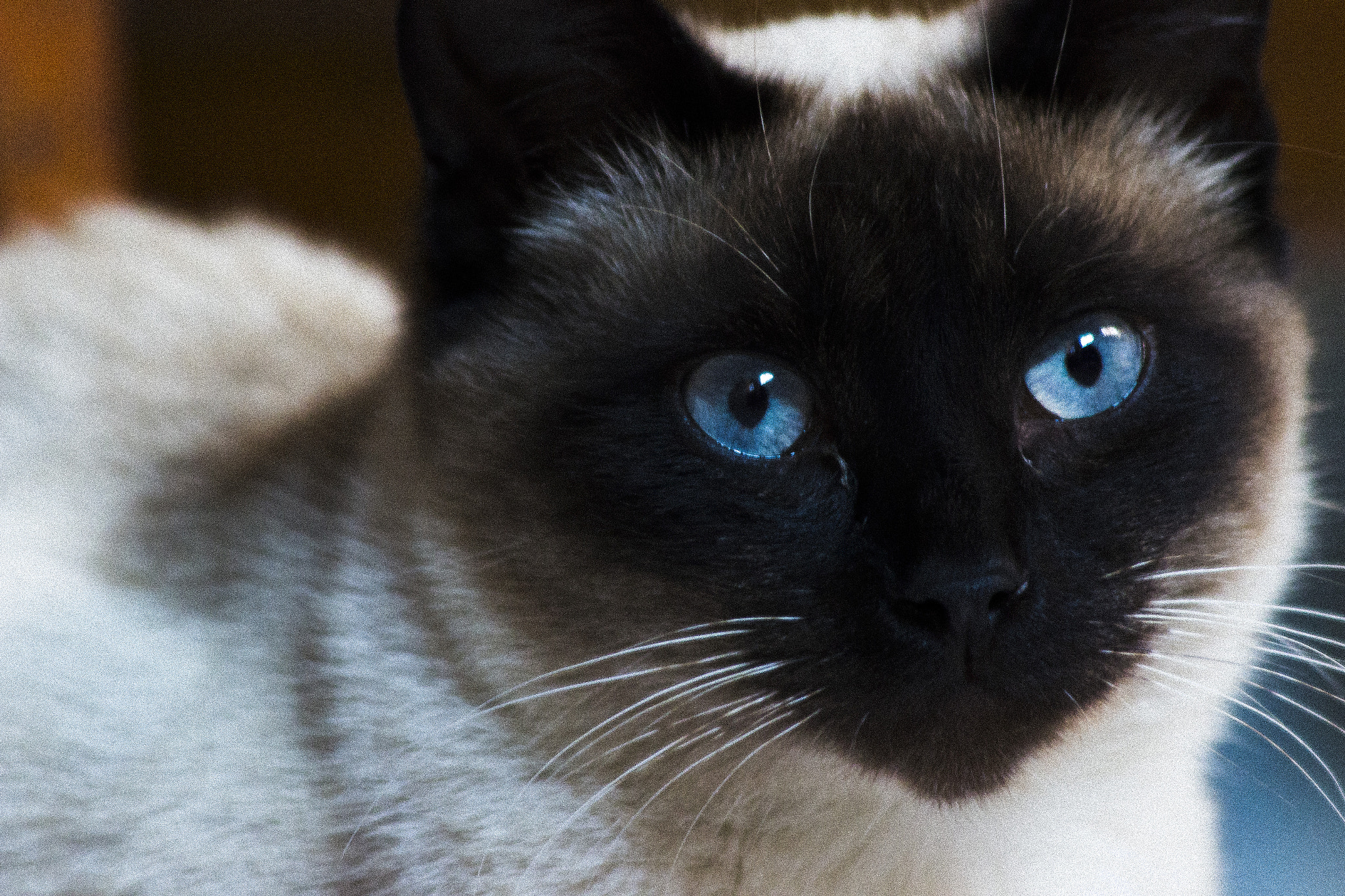 Canon EF 70-300mm F4-5.6 IS USM sample photo. Mg photography