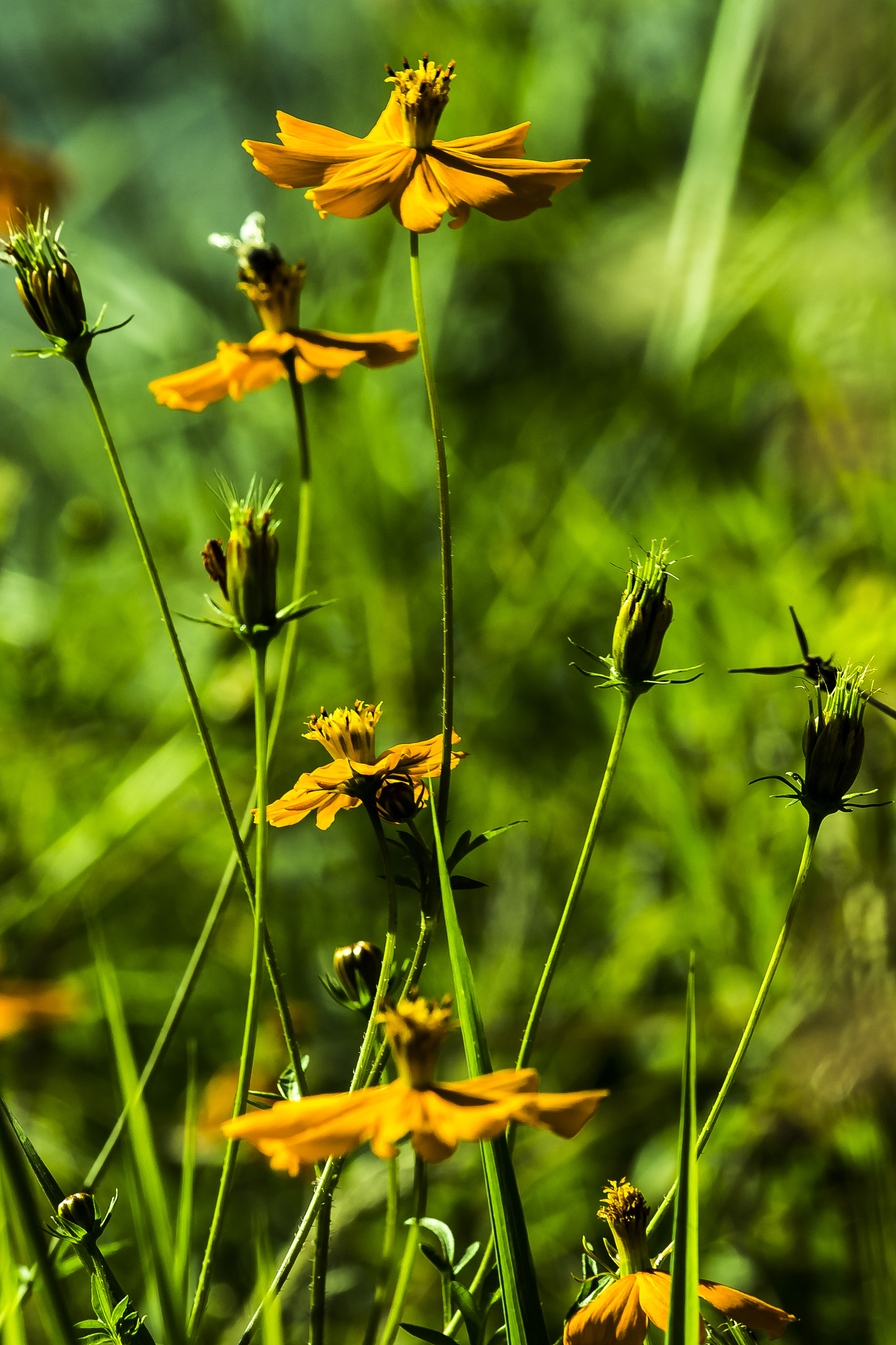 Canon EF 70-300mm F4-5.6 IS USM sample photo. Mg photography