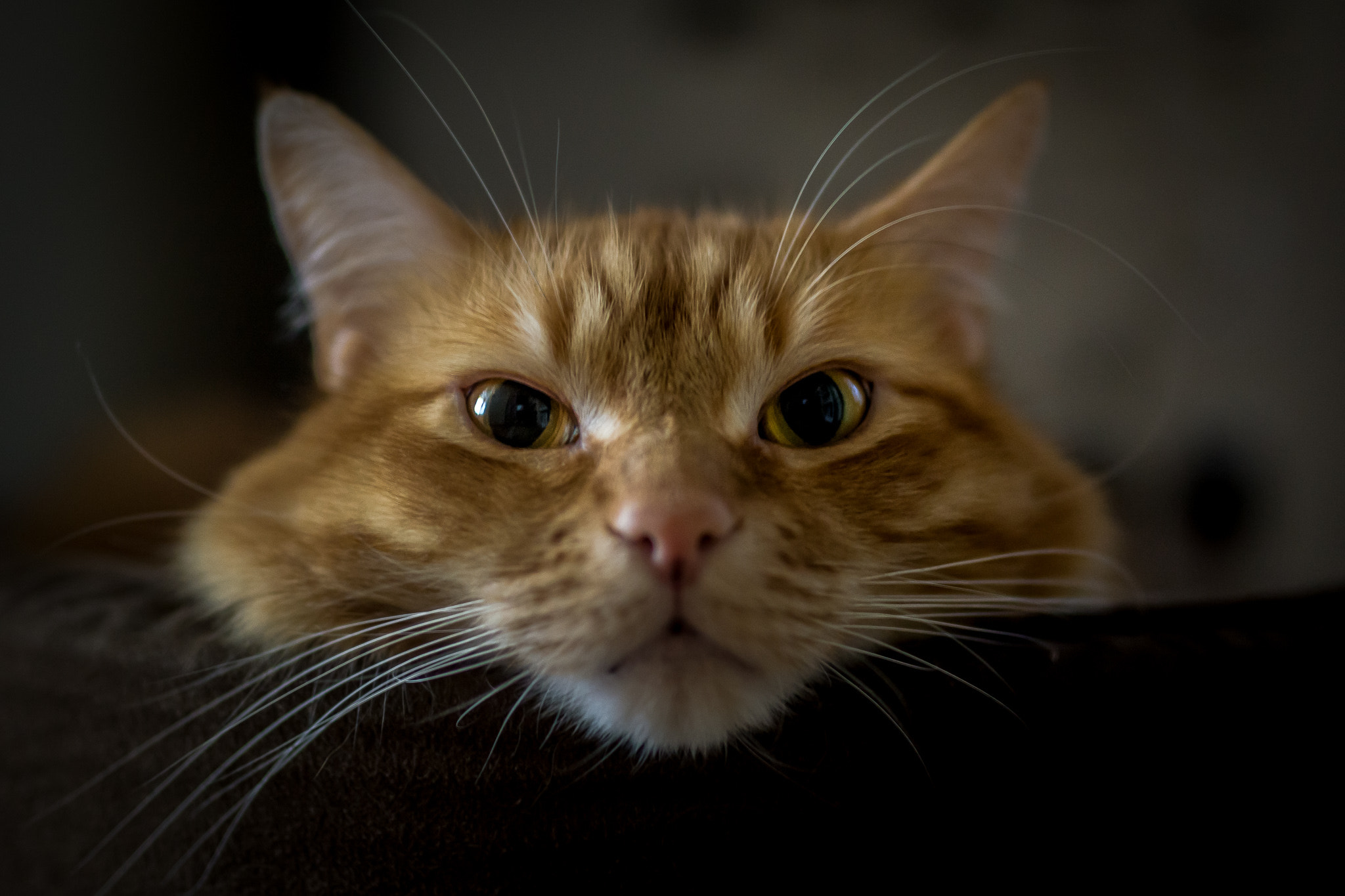 Sony SLT-A77 sample photo. My cat photography