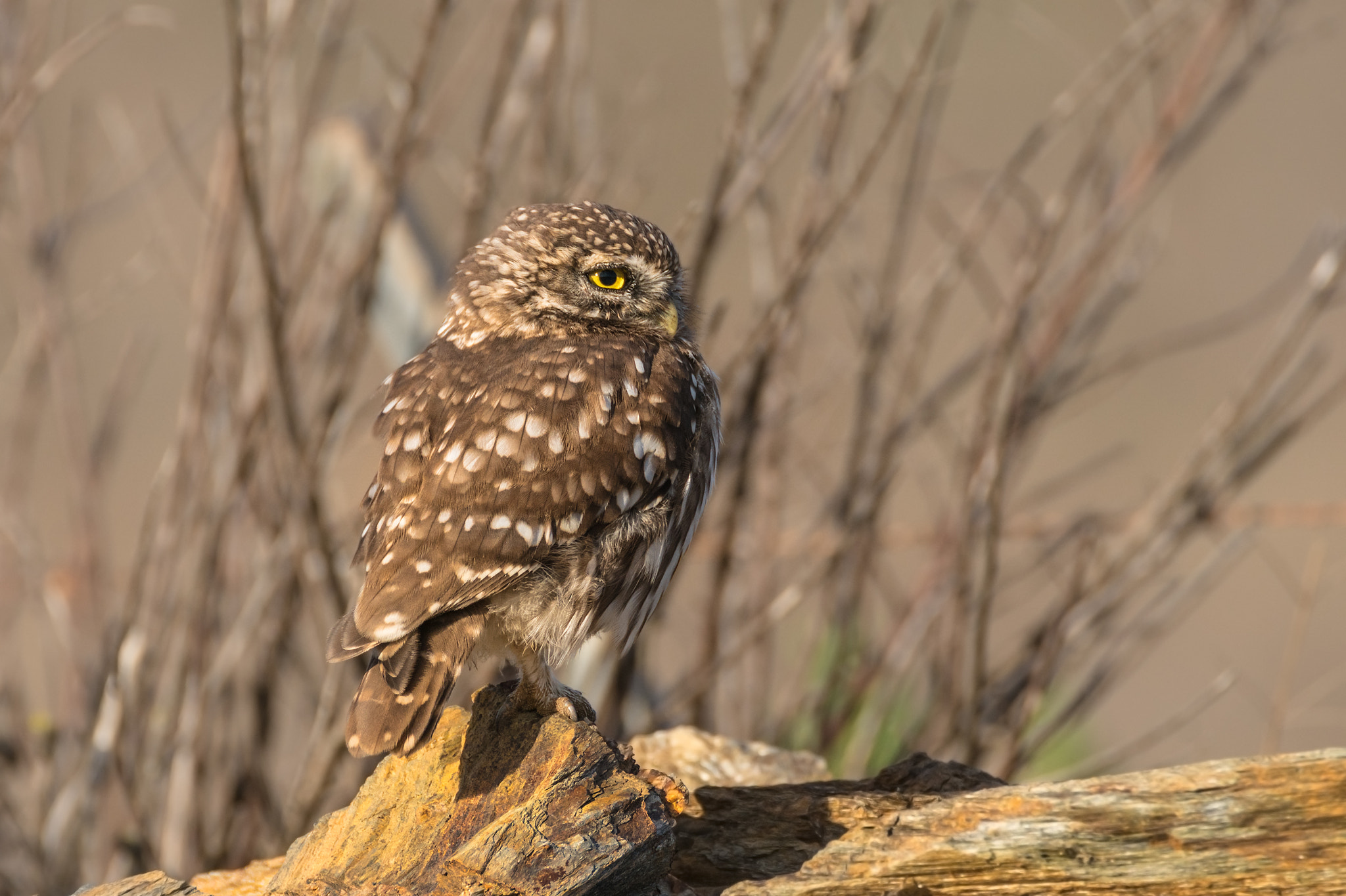 Sony ILCA-77M2 sample photo. Little owl photography