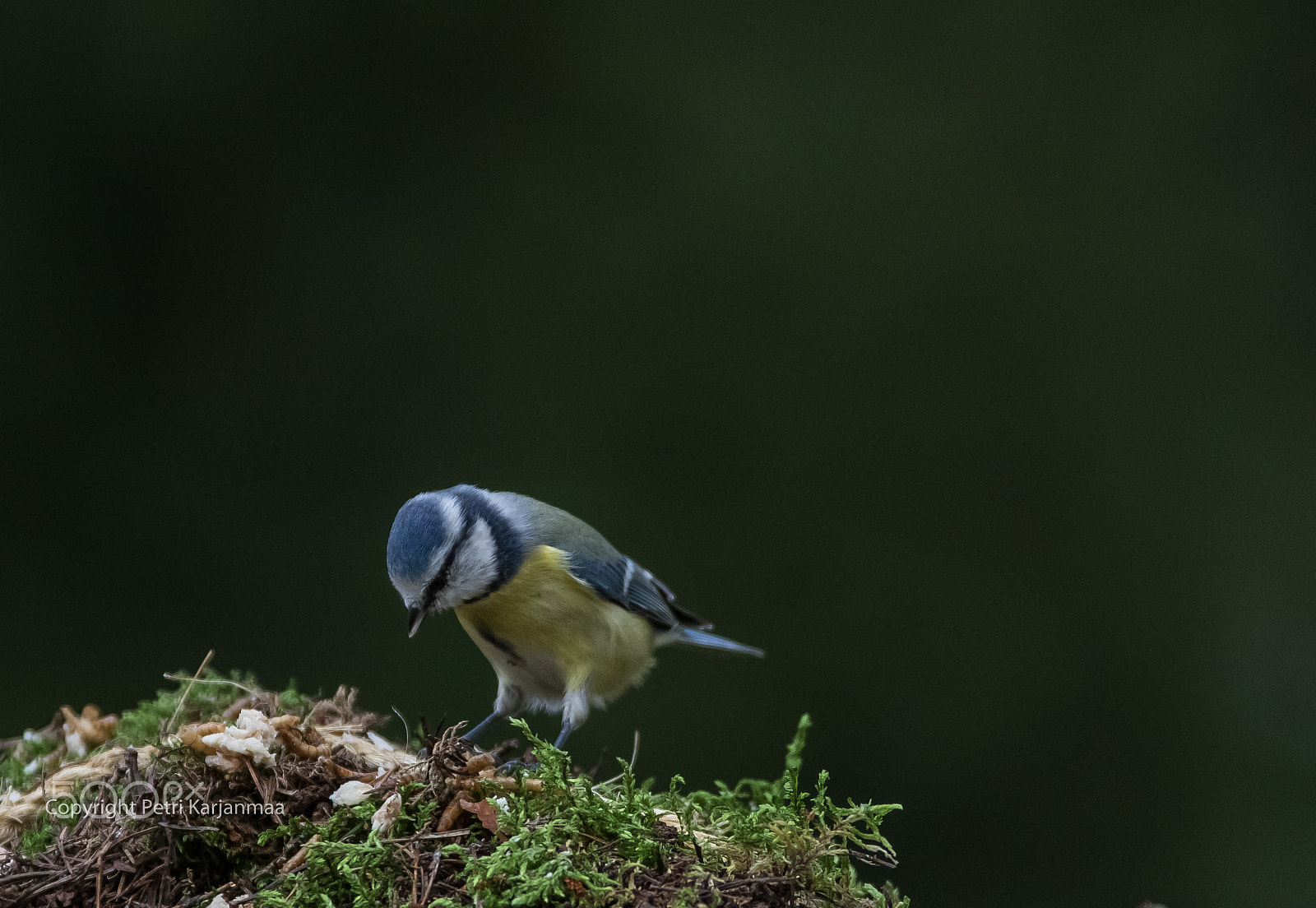 Canon EF 300mm f/2.8L + 1.4x sample photo. What is this.. photography